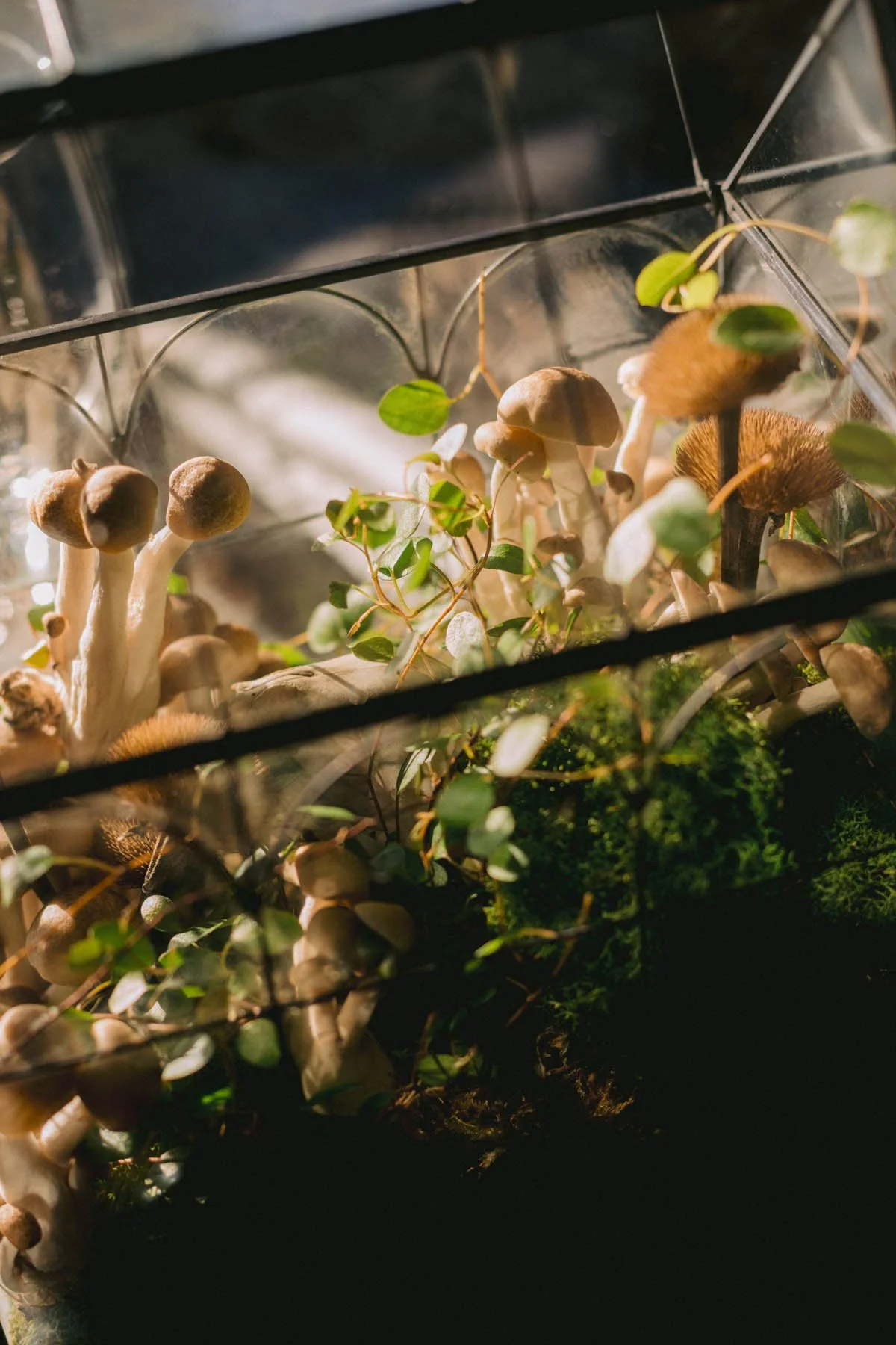 Mushrooms and Moss in Gothic Greenhouse Case