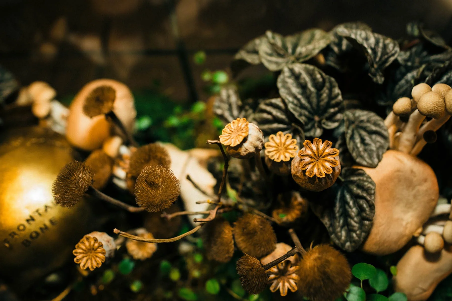Mossy Botanical Still Life with Mushrooms, Poppy Pods, and Peperomia