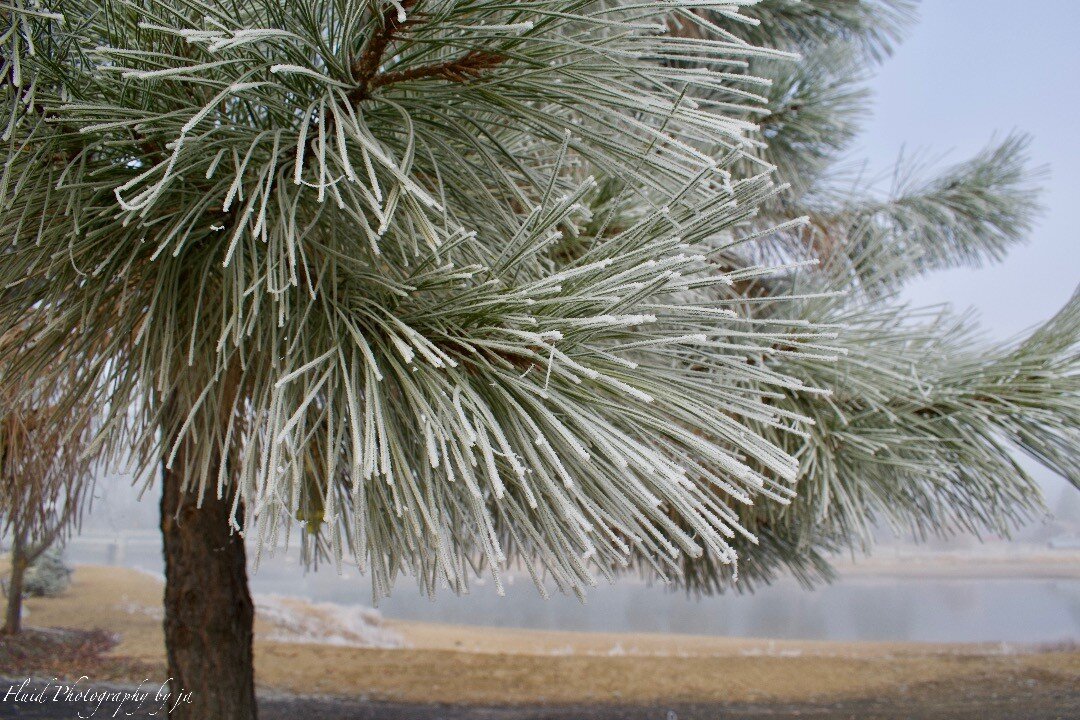 It's a frosty morning on the water's edge.

#frostymorning #frosty #cool #watersedge #idahome #idaholiving #outdoors #outdoorphotography #nature #naturephotography #foggy #pinetree #pine #payetteriver #cascadeidaho

photo @sarge6531