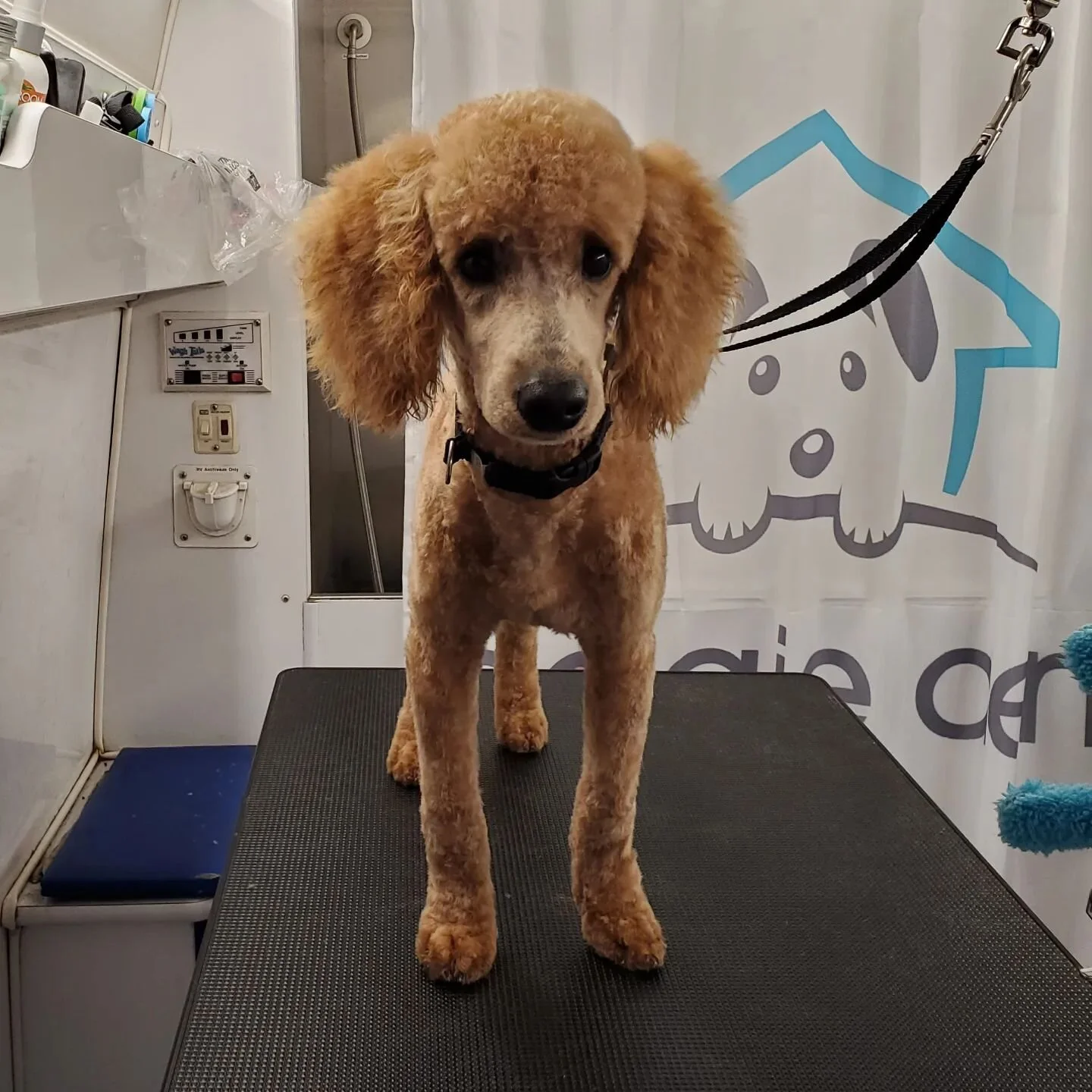 Book online @ doggie-den.com