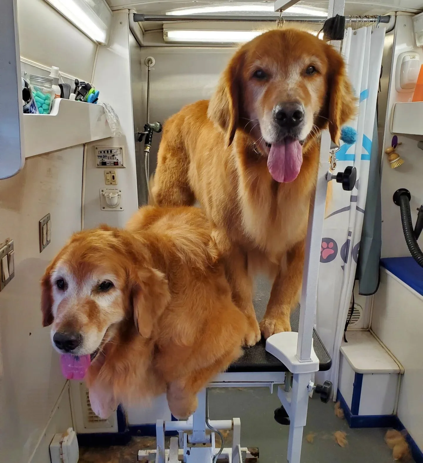 Photo-bombed by sibling 😃 Book online @ doggie-den.com