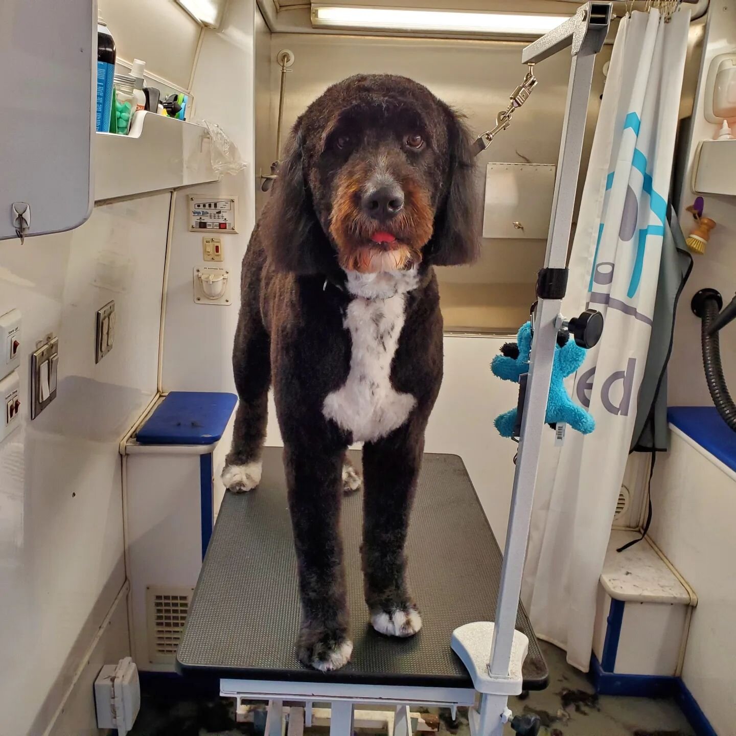 Book online @ doggie-den.com