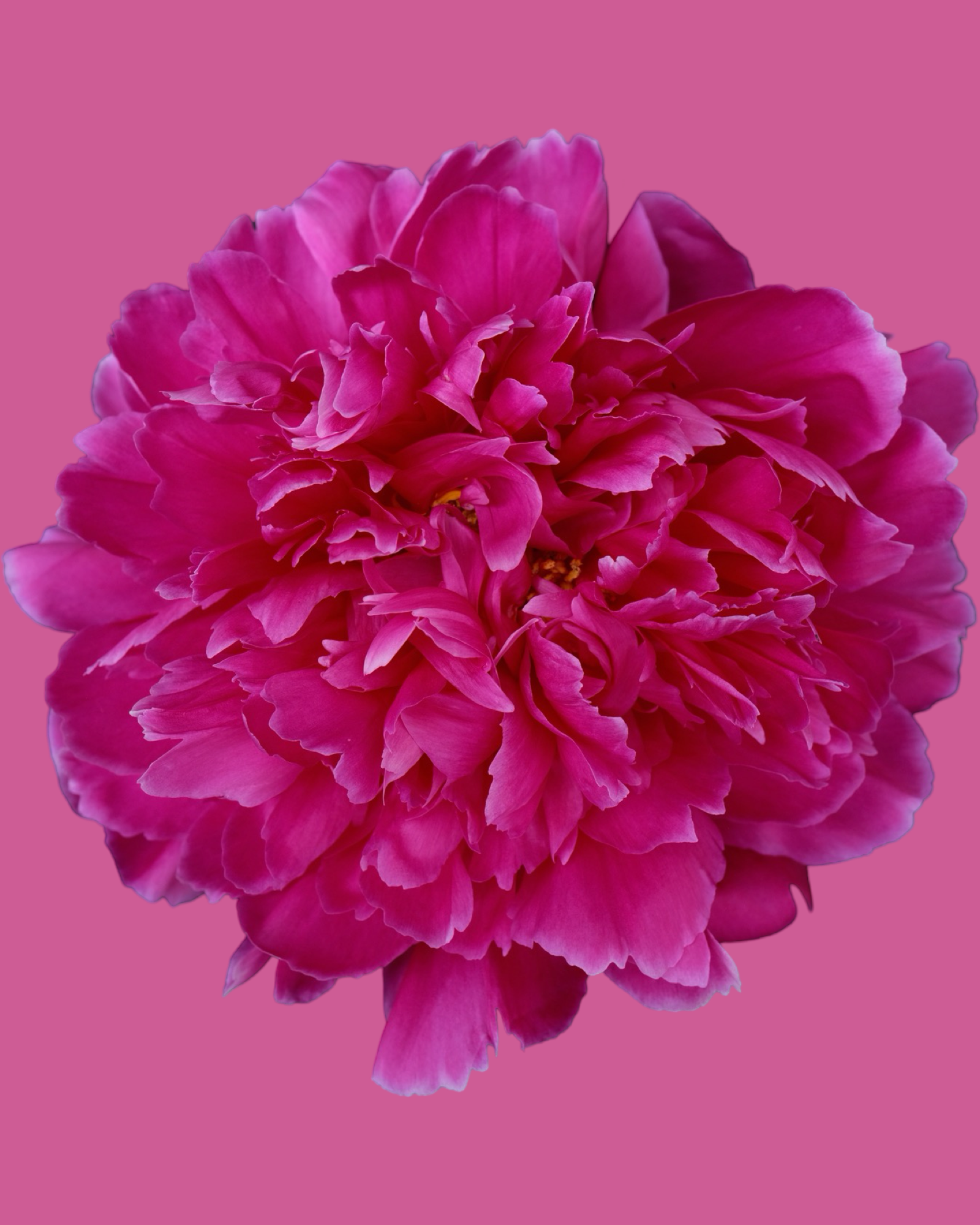 IMG_4402.png
