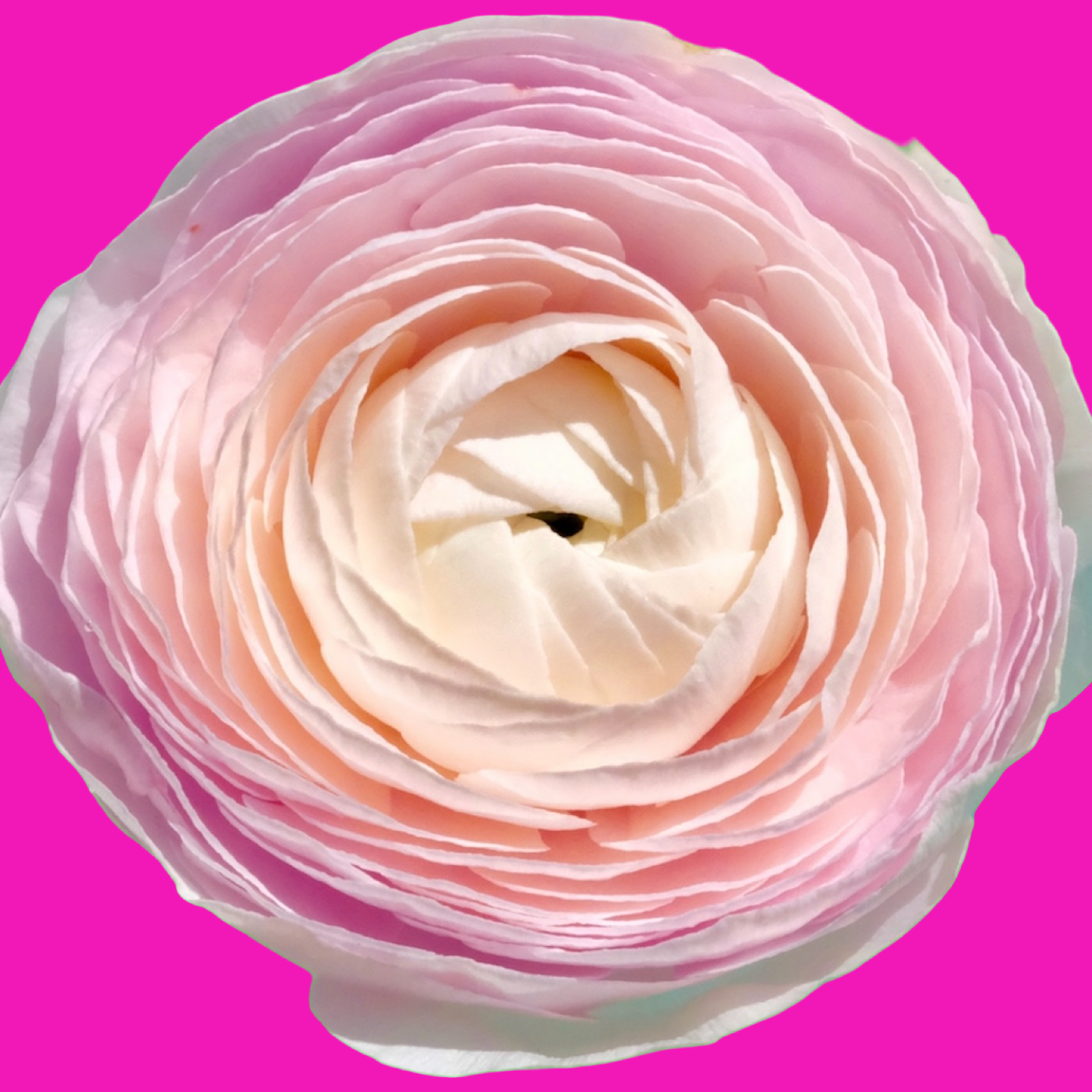 IMG_7624.png