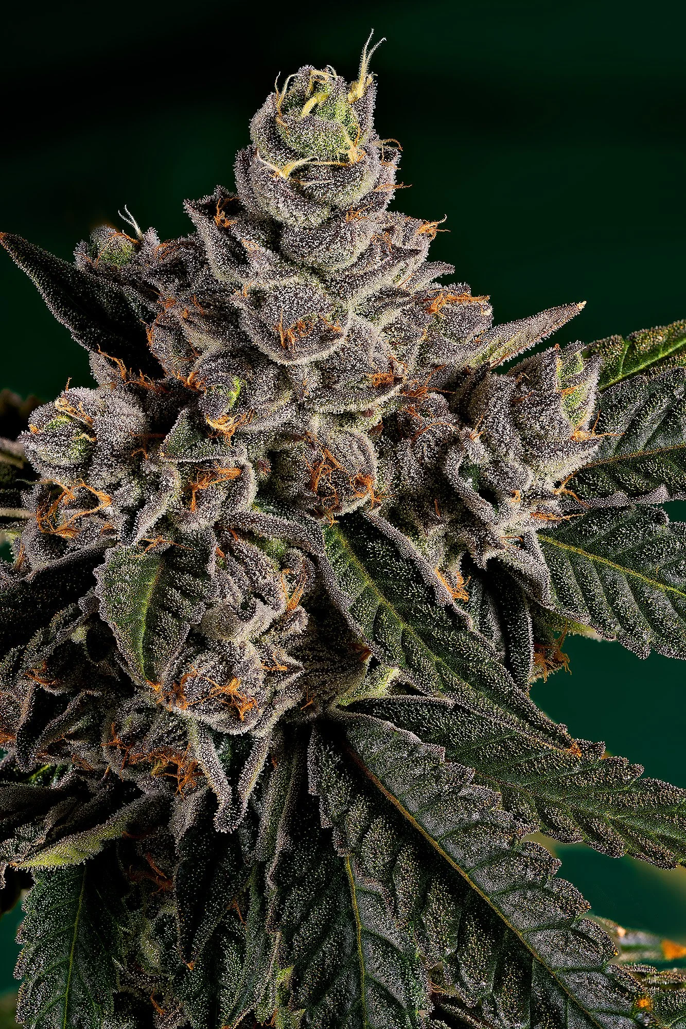 Banana Daddy-04.jpg