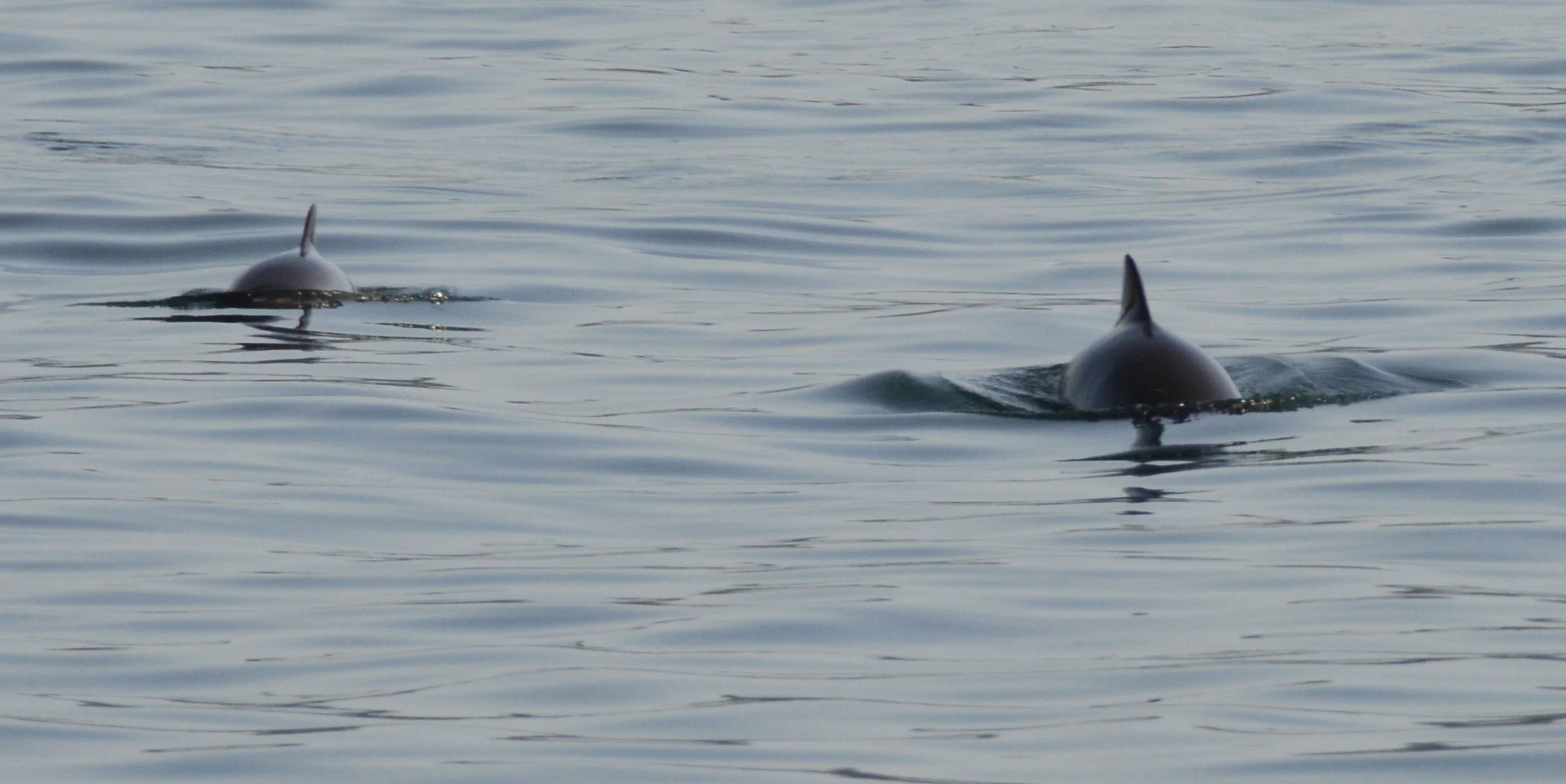 DSC_0526.JPG