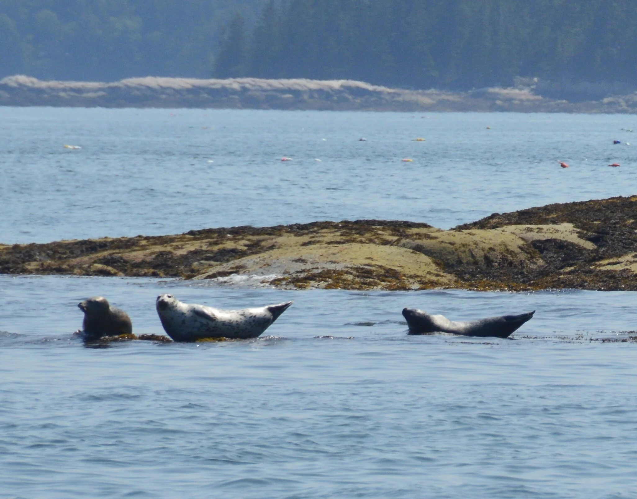 DSC_0645 3.jpg