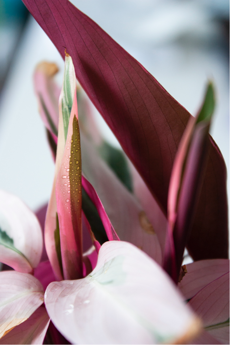 Screen Shot 2021-05-09 at 1.26.22 PM.png