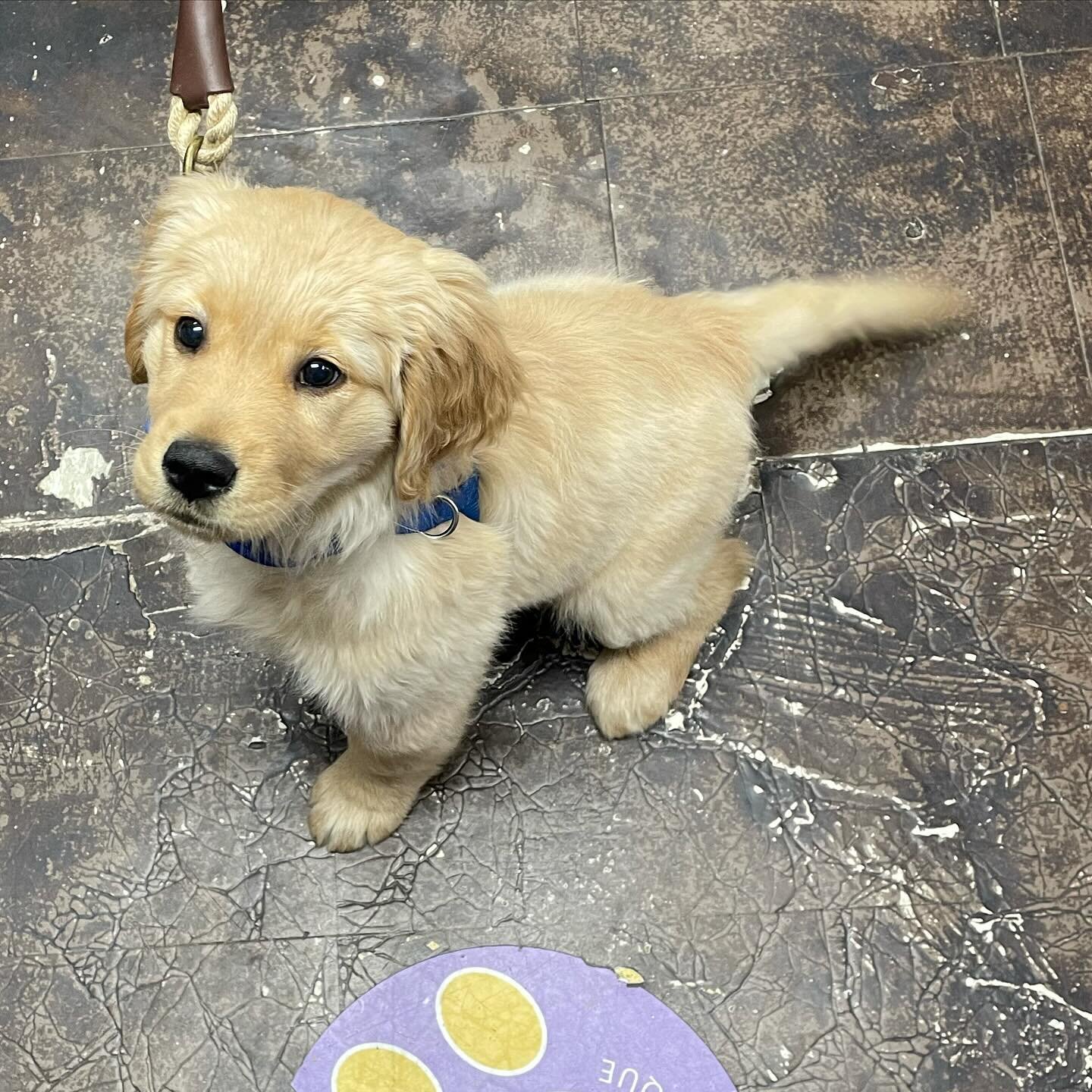 Little Mister Porter came in and saw us today! Feel free to bring your pups in we do professional fittings for harnesses, clothing, collars and more! We love to see em&rsquo;!