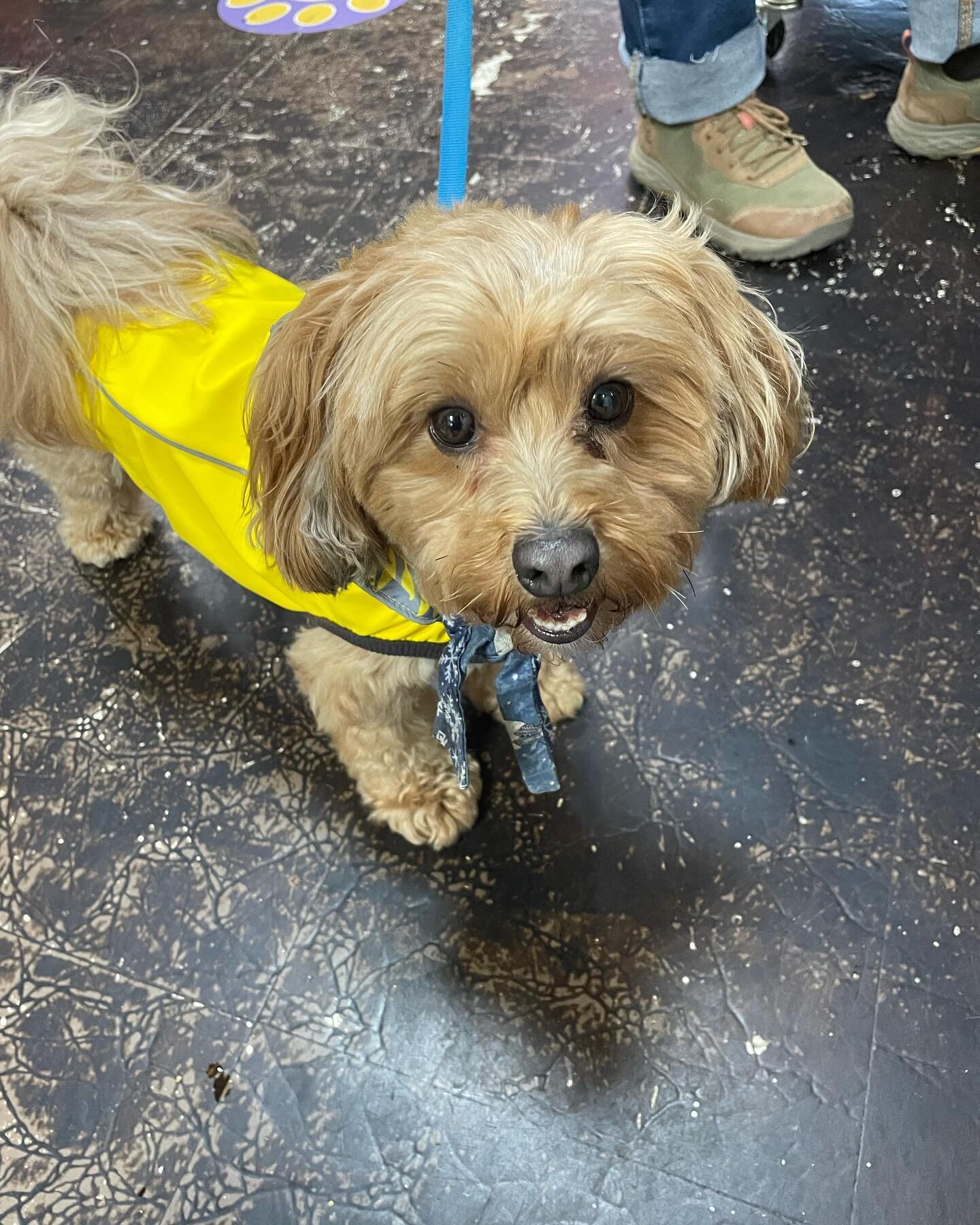 Meet Cedar! He bought a bright yellow raincoat today to match his Mom&rsquo;s. Come down to Wag! to get a matching coat for your pets!