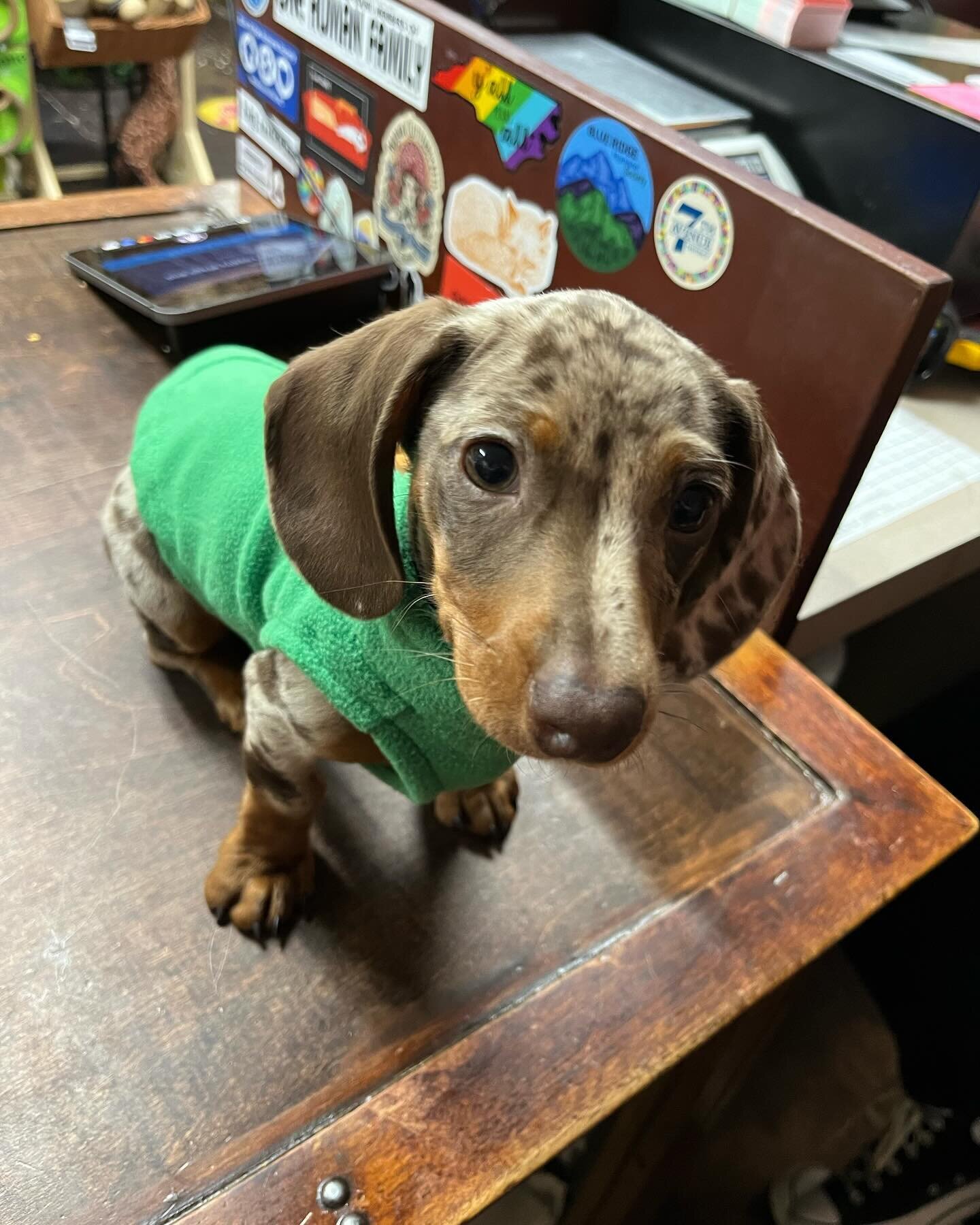 Meet Cecil! He&rsquo;s only 11 weeks old, so he had to come in and get a new sweater to keep his little bones warm. Come to Wag! to get your dog a sweater too 💕