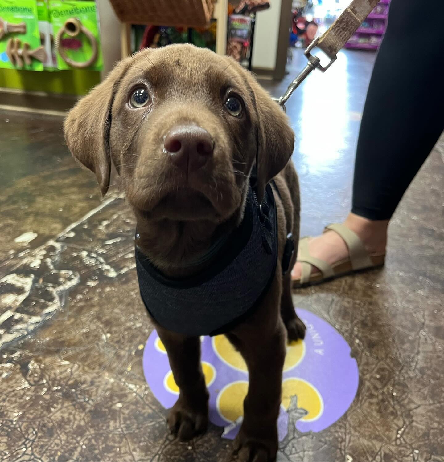 This is Hank! He&rsquo;s the sweetest chocolate we could find🍫❤️