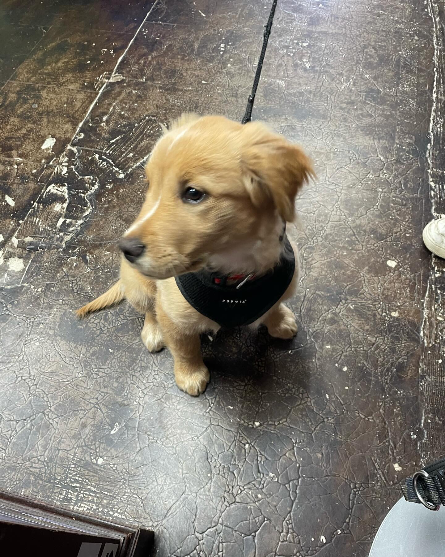 Meet Poppy! This adorable three month old Golden Retriever visited us today for a fun treat!