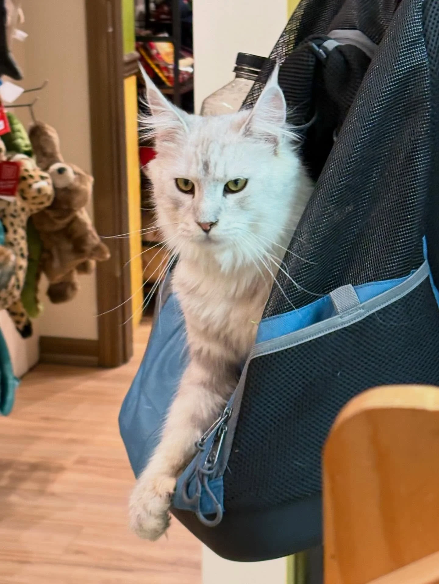 The Apple Festival has brought us many cat visitors!