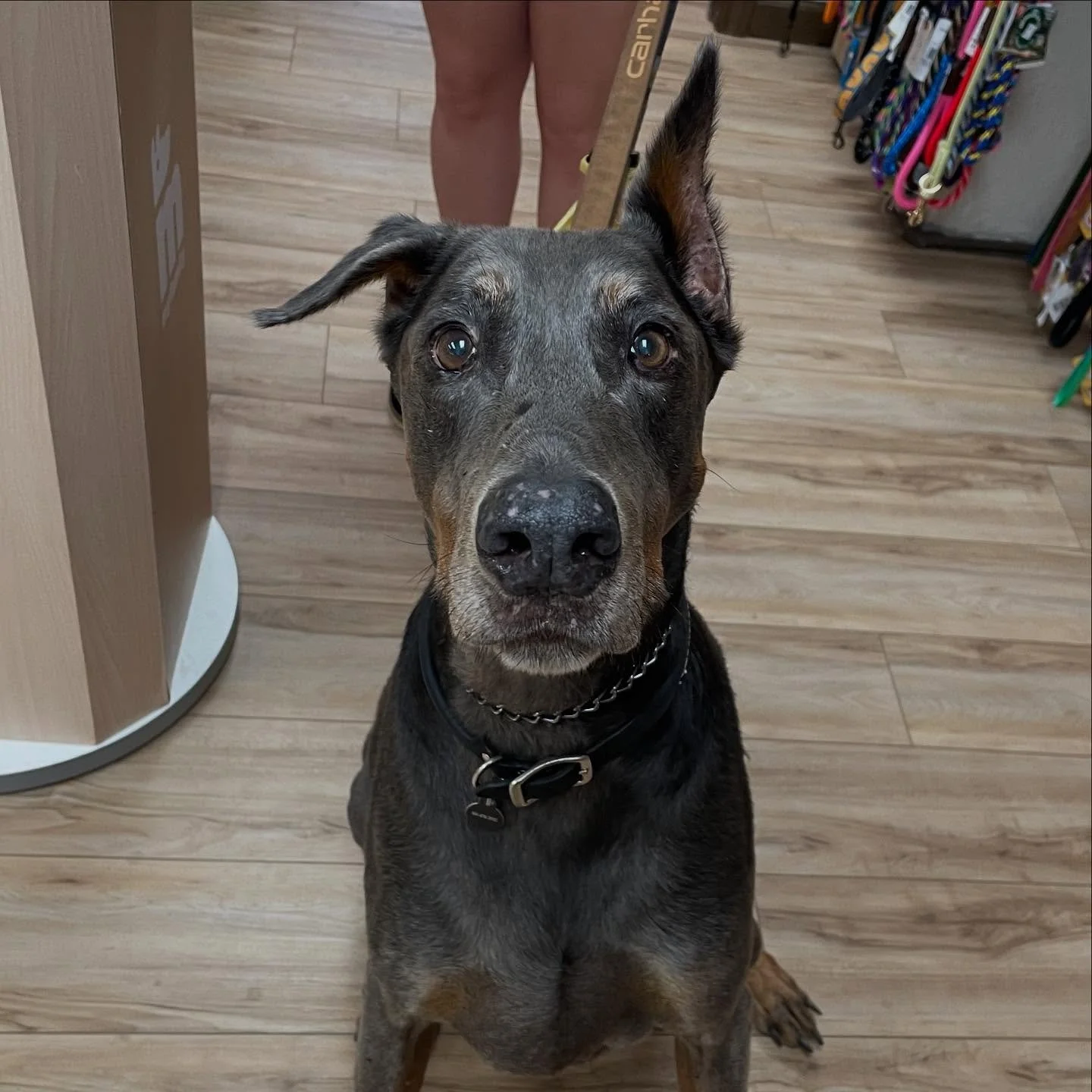 This handsome boy would like to say hello!
