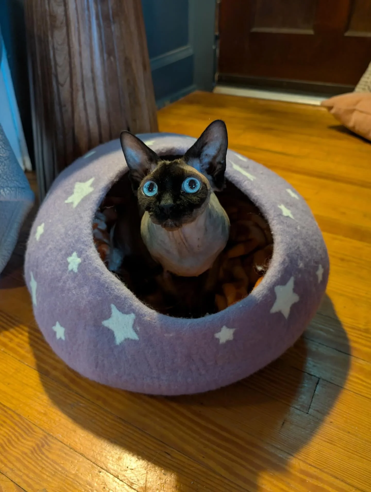 Meet Pixie! This kitty is testing out her new bed from wag and we love to see it! 😻😽