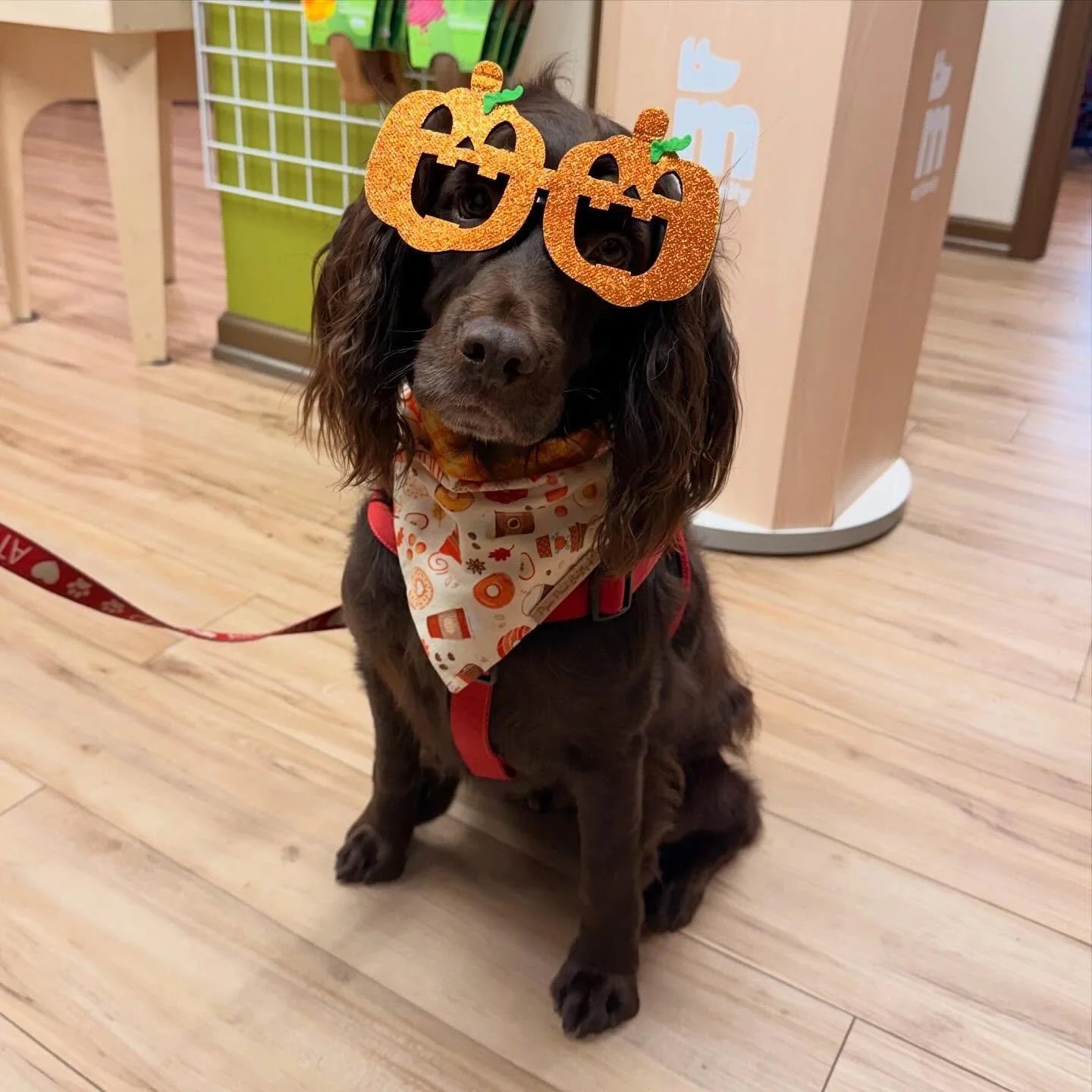 Murphy is getting into the fall spirit and so are we! Come see what seasonal items we&rsquo;ve brought in so far! 👀🐾