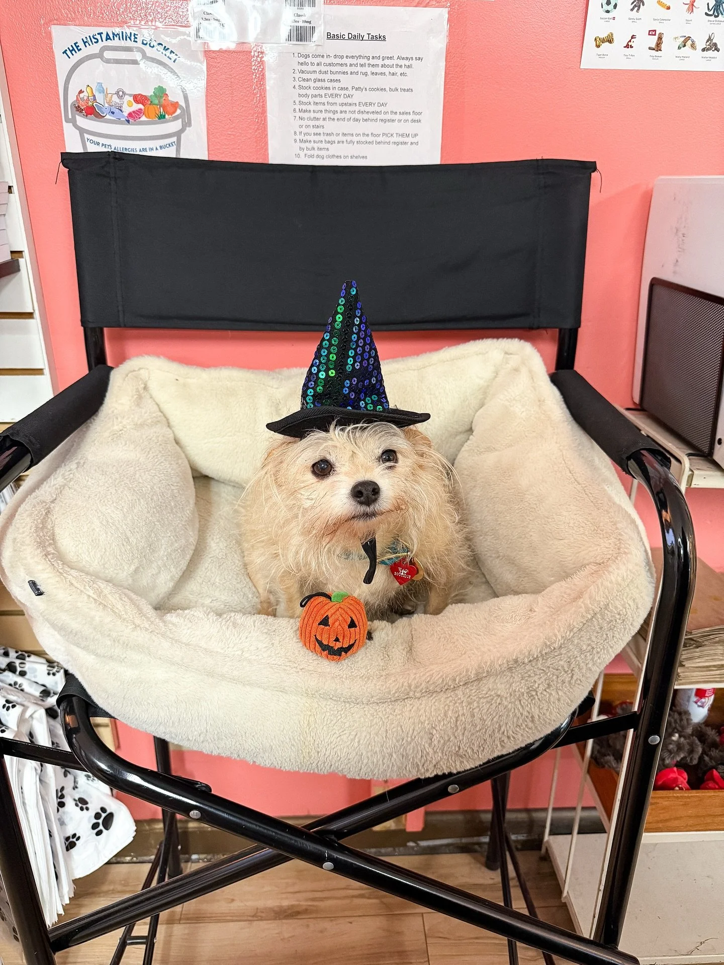 Happy Halloween from Poquita 🧙🎃