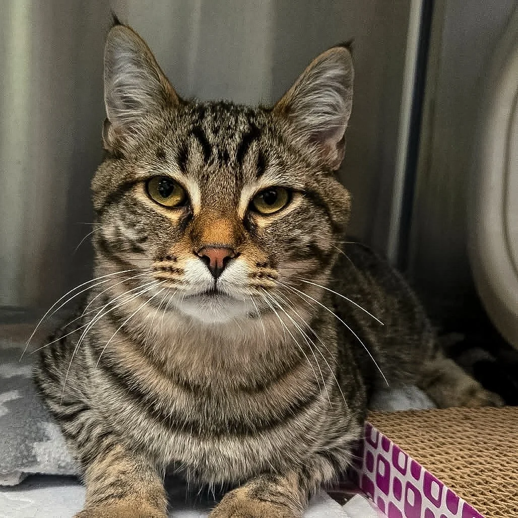 We&rsquo;re helping our friends at Blue Ridge Humane Society spread the word about this sweet boy, Tails. 💙 

He&rsquo;s six months old and learning how good it feels to be loved. Gentle, tidy, and full of heart, he&rsquo;s the kind of cat who just 