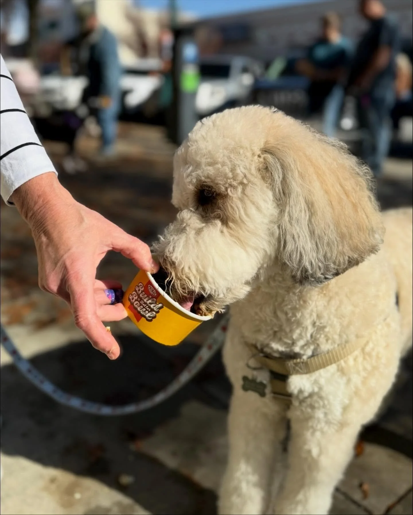 Today&rsquo;s Pack Walk and Pup Cup event went beautifully! The next one will be on December 14th, and we are so excited to see all these faces again! 🦮🐕&zwj;🦺🐾