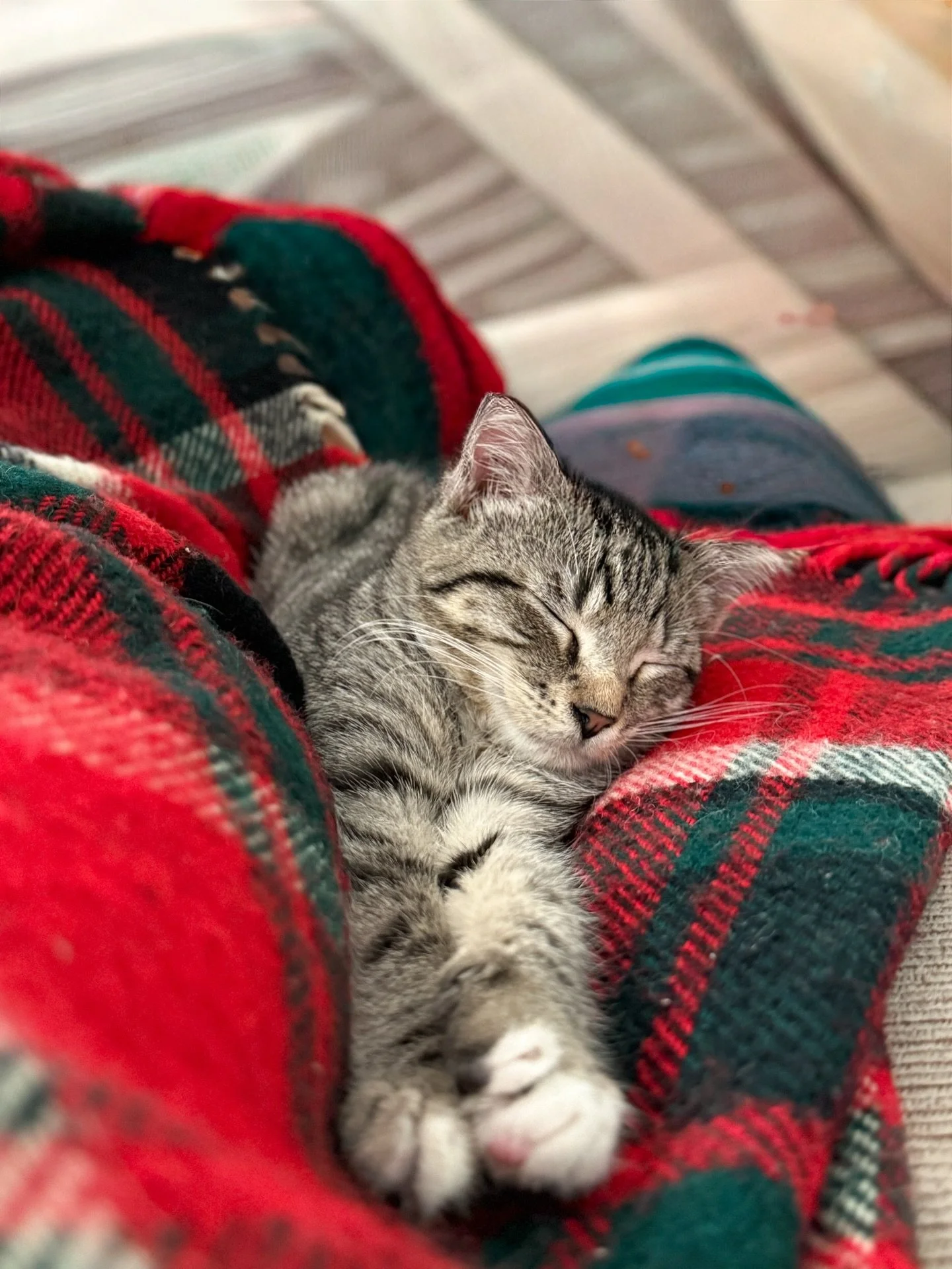Sleepy Sunday 😴

One of our customers recently adopted a cat from Blue Ridge Humane Society, and we just had to share! Meet Pip, a 4-month-old bundle of energy and sweetness. When she&rsquo;s not snuggling with her parents and big sister, she&rsquo;