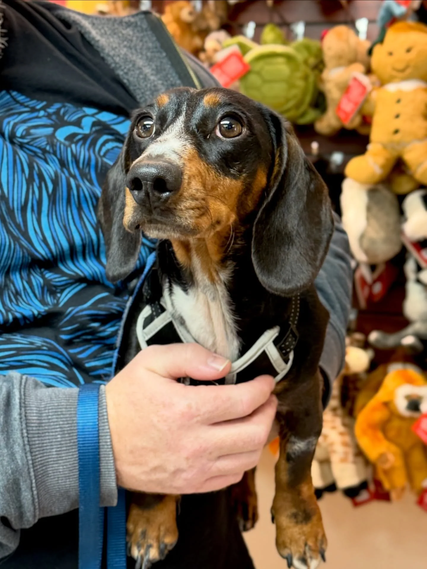 As we ring in the New Year, we want to say thank you to our incredible community and our four-legged friends who make Wag what it is. Every visit, tail wag, and familiar face means the world to us. We&rsquo;re so grateful to be part of a community th