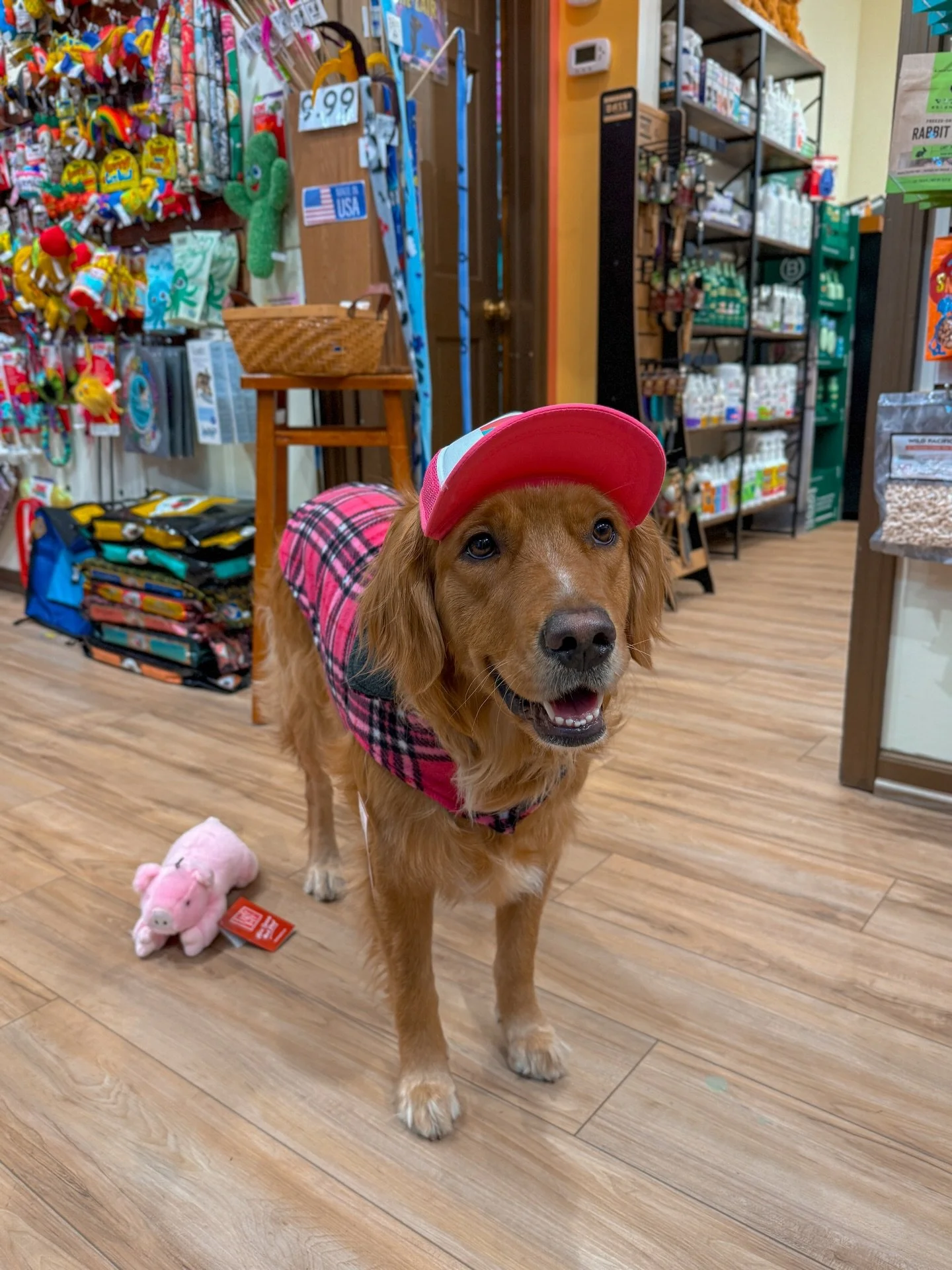 It&rsquo;s National Dress Your Dog Up Day, and Poppy and Po know how to celebrate!🐶

#blueridgemountains #hendersonvillenc #dogsofinstagram #ashvillenc