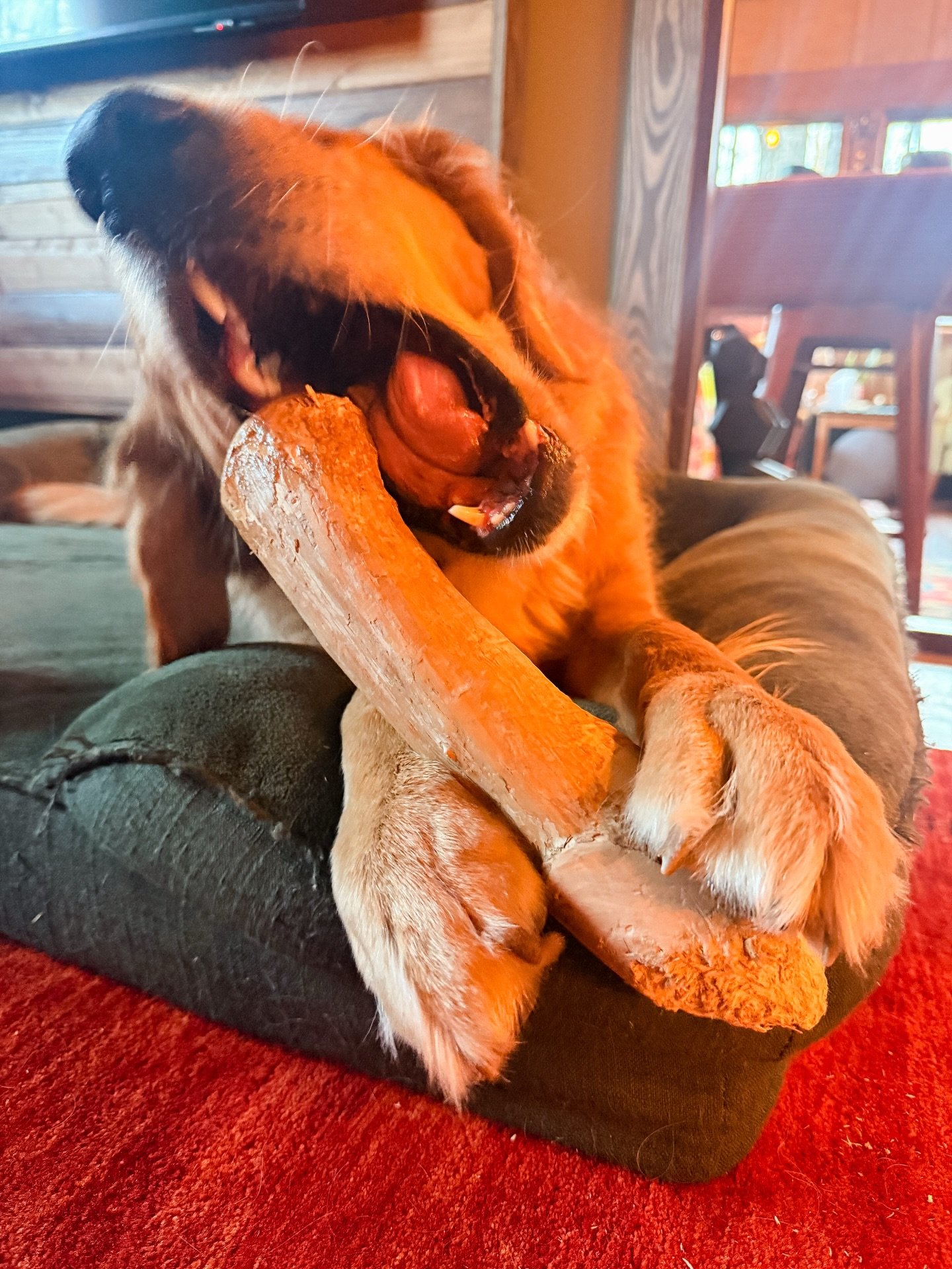 Big Boy enjoying a canophera coffee tree wood chew from Wag!
.
.
.
Wag! A Unique Pet Boutique 
📍 Hendersonville, NC
🦴Pet store shop 

#hendersonvillenc #dogsofinstagram #chew