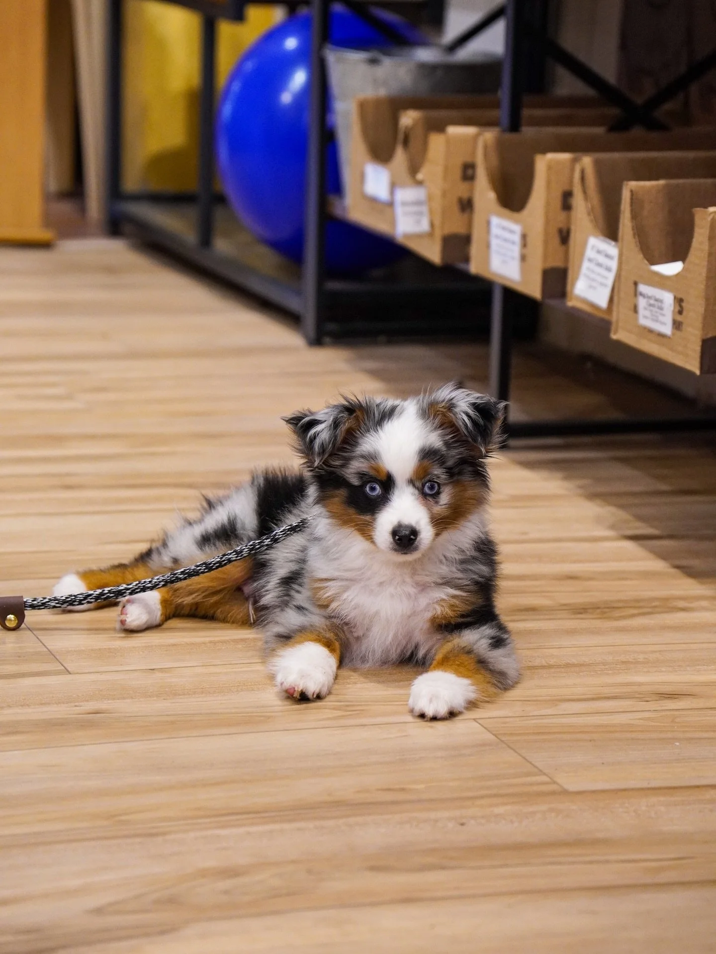 When the customers are this cute, it makes our job even better 🐾