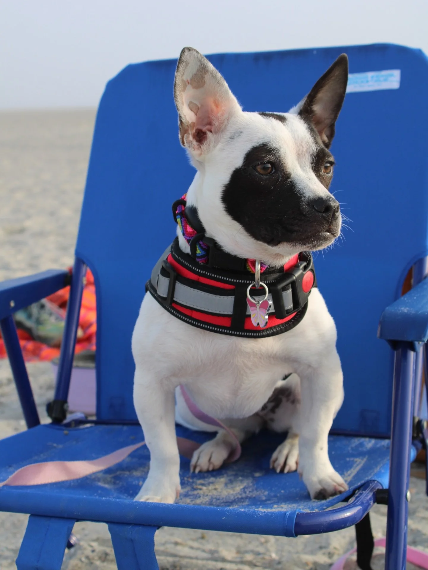 One of our favorite parts of owning a small business is seeing your pets enjoy Wag products. Huge shoutout to Lucy and Luna for representing us so well!

And we have to say it&hellip; they&rsquo;ve got great taste. 🐾