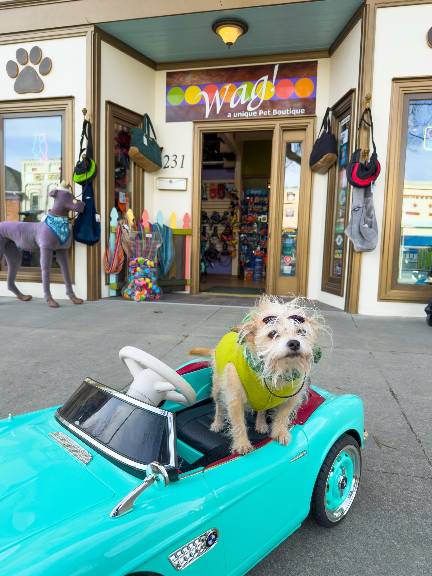 Poppy and Po want to remind you to wear your green today🍀 Don&rsquo;t forget&hellip; or you might just get a leprechaun pinch!
.
.
.
#hendersonvillenc