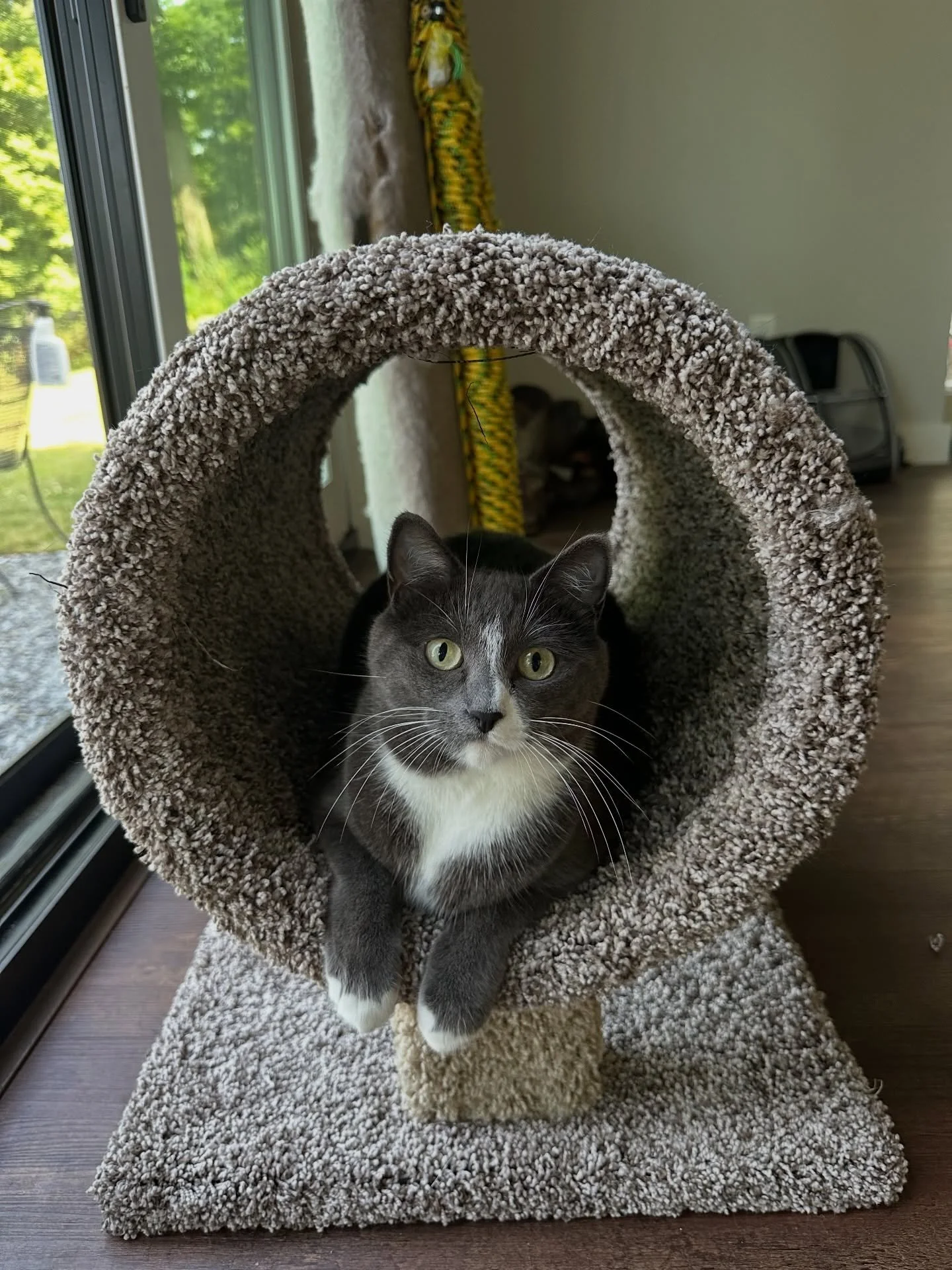 It&rsquo;s National Pet Day! How special it is to share this earth with such amazing creatures. Give your pet some extra love today and every day! ❤️

#dogsofinstagram #hendersonvillenc #catsofinstagram #nationalpetday