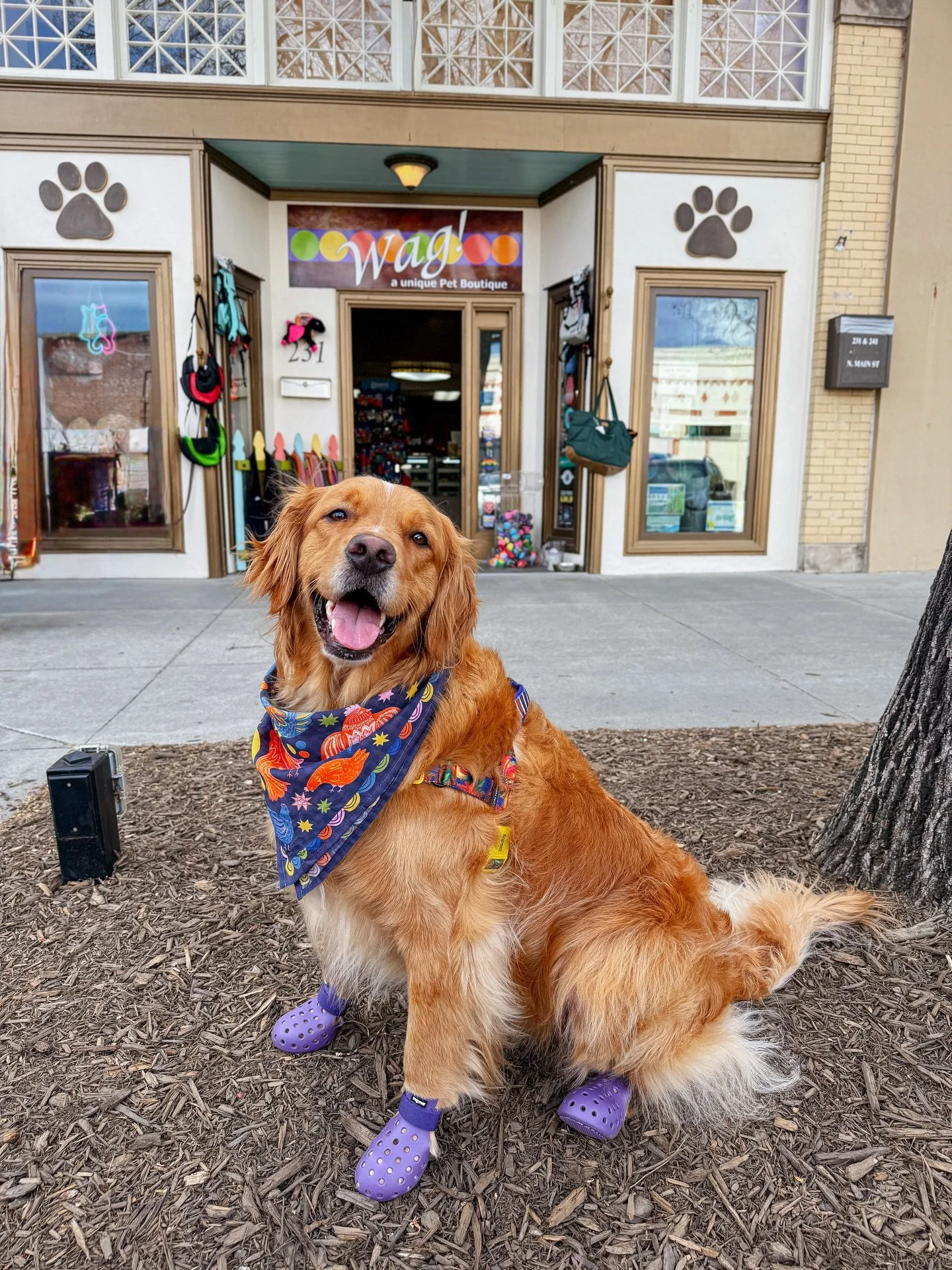 Poppy is celebrating Earth Day by playing in the great outdoors! Here&rsquo;s to caring for the Earth we share with our beloved animals.🌎🍃
.
.
.
Wag! Unique pet Boutique 
📍 Hendersonville, NC 
#earthday #dogsofinstagram
