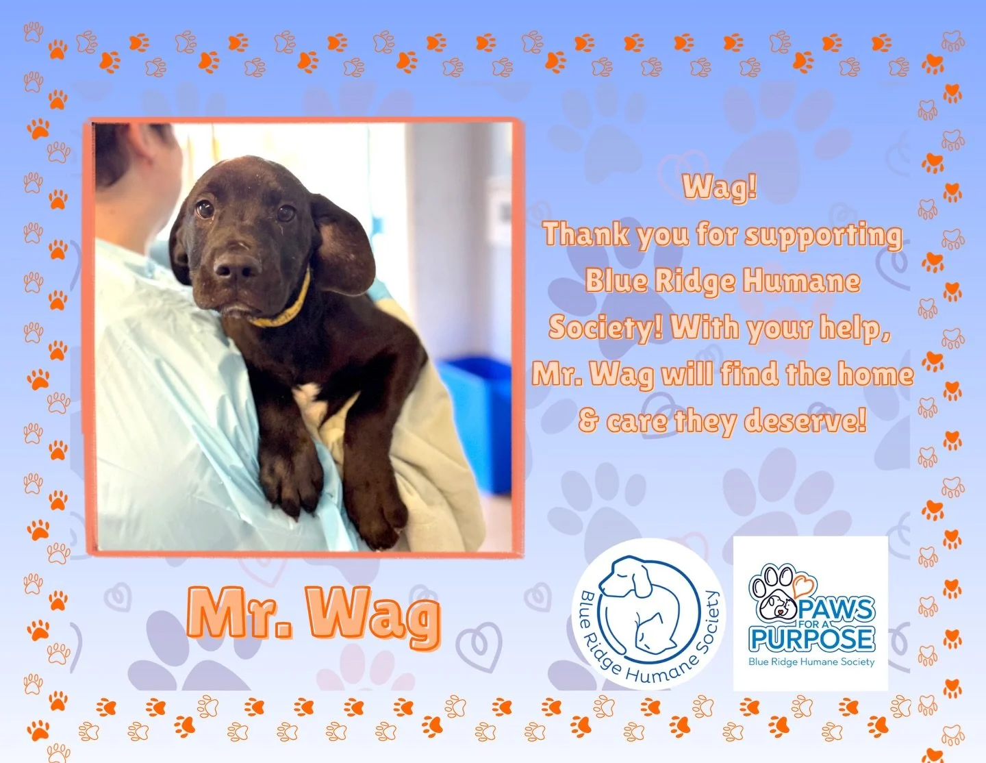 Someone adopt Mr. Wag before we do! Located at Blue Ridge Humane Society.