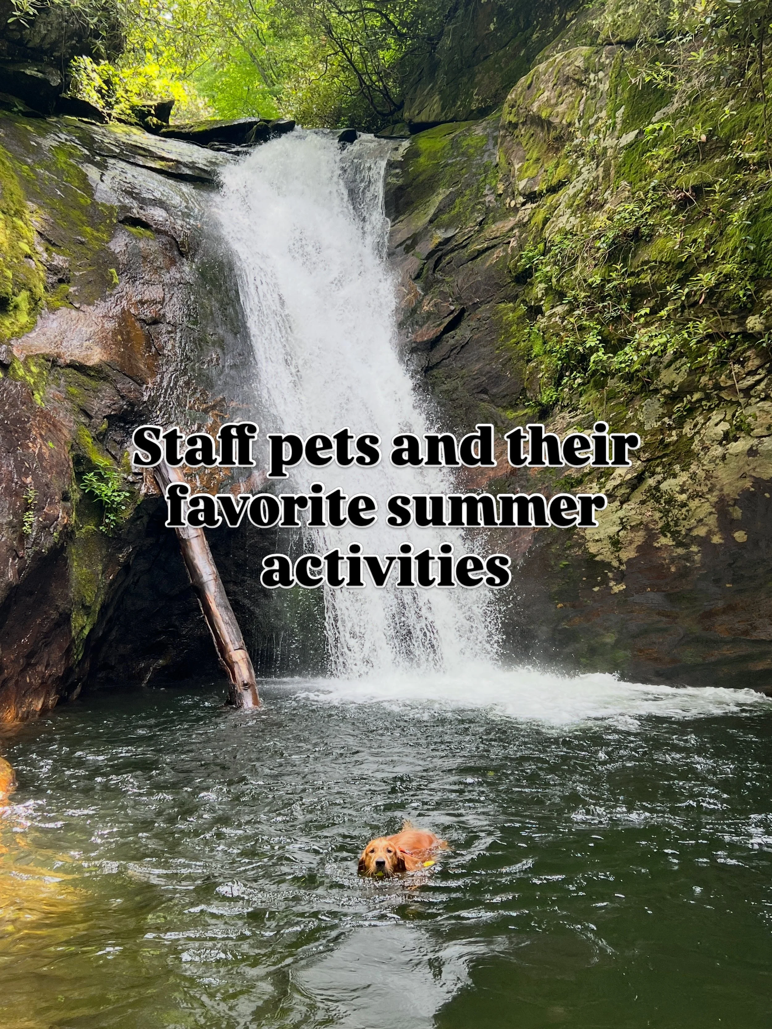 Nothing better than sunshine, happy animals and warm days. Send us your pets enjoy summer to be feature 👙☀️🍉