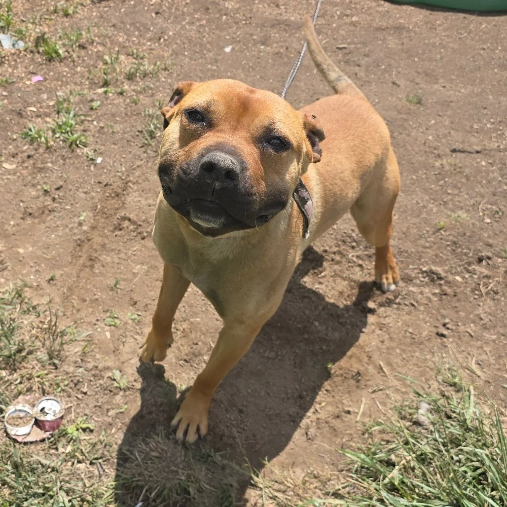 If you haven&rsquo;t taken a peek, you need to check out Blue Ridge Humane Society&rsquo;s rehoming page! They have some absolutely adorable candidates. 🐾

We love supporting our local rescue! If you&rsquo;ve rescued a pet, we&rsquo;d love to hear y