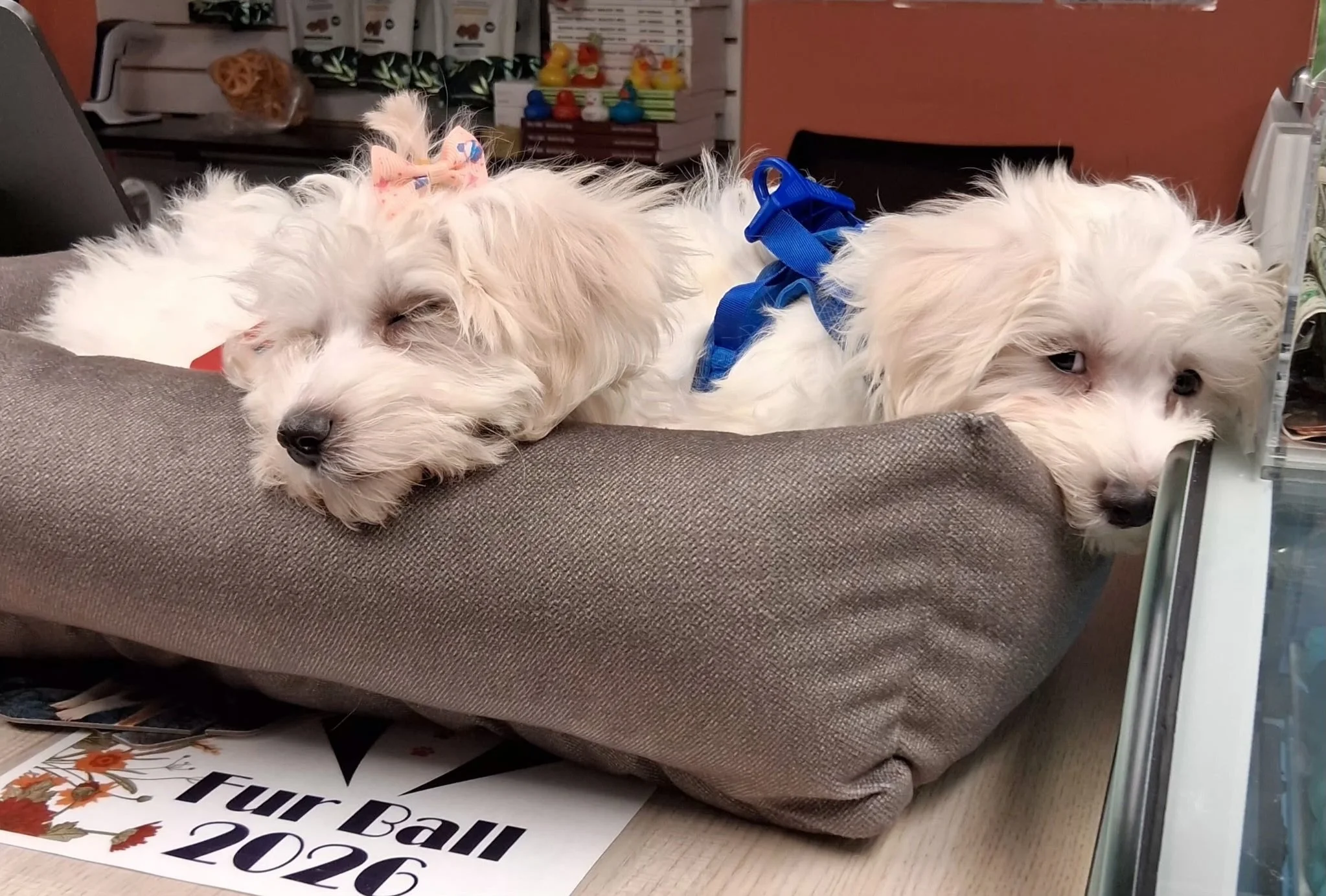 Dolly and Elvis came in for puppy supplies. 10 Weeks old.