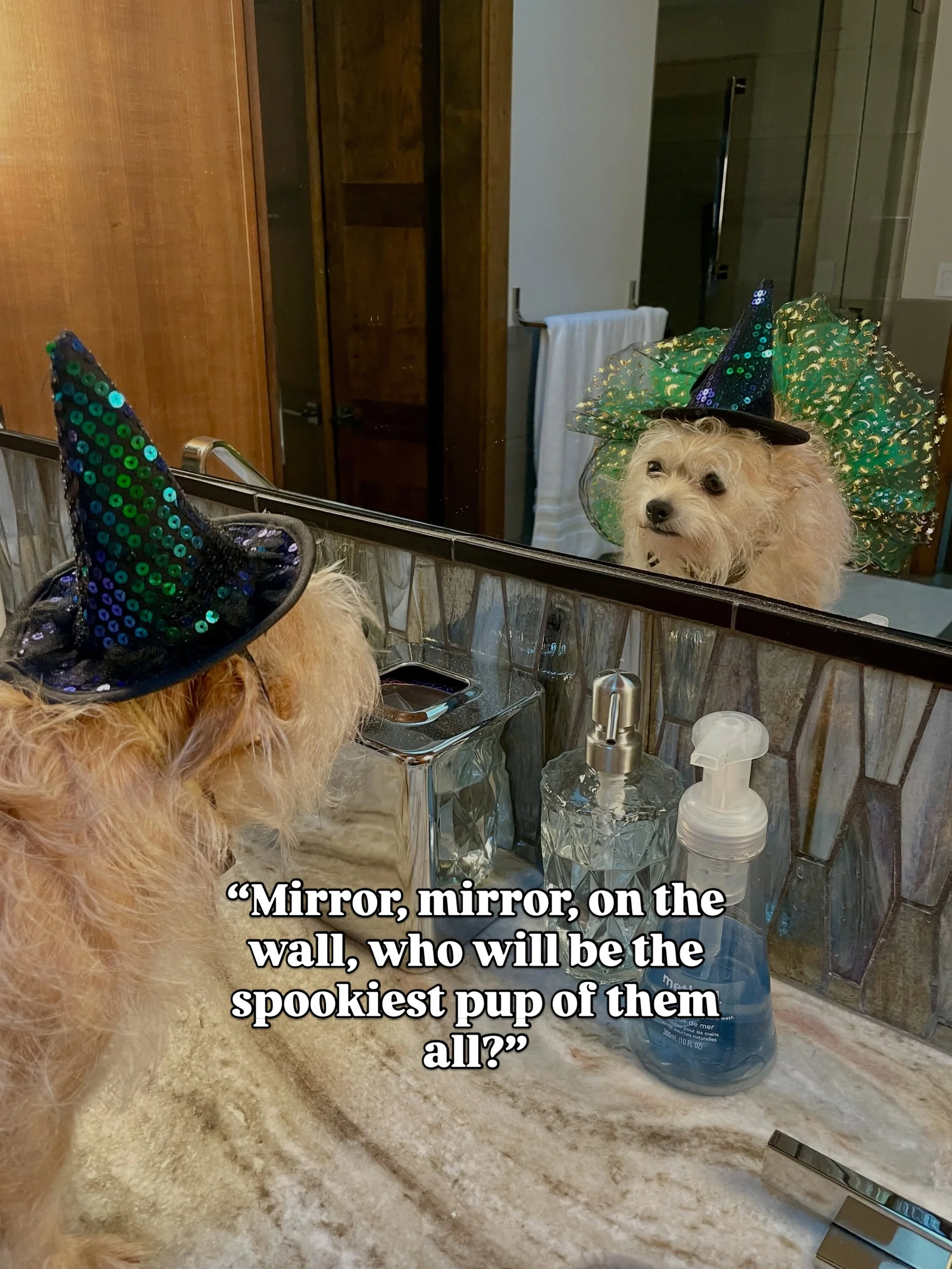 Tomorrow&rsquo;s the big day! 🎃 Wag-o-ween is officially tomorrow, and we&rsquo;re kicking things off with our costume contest at 10 am! 

Do you think your pup&rsquo;s costume has what it takes to bring home the gold? 🏆