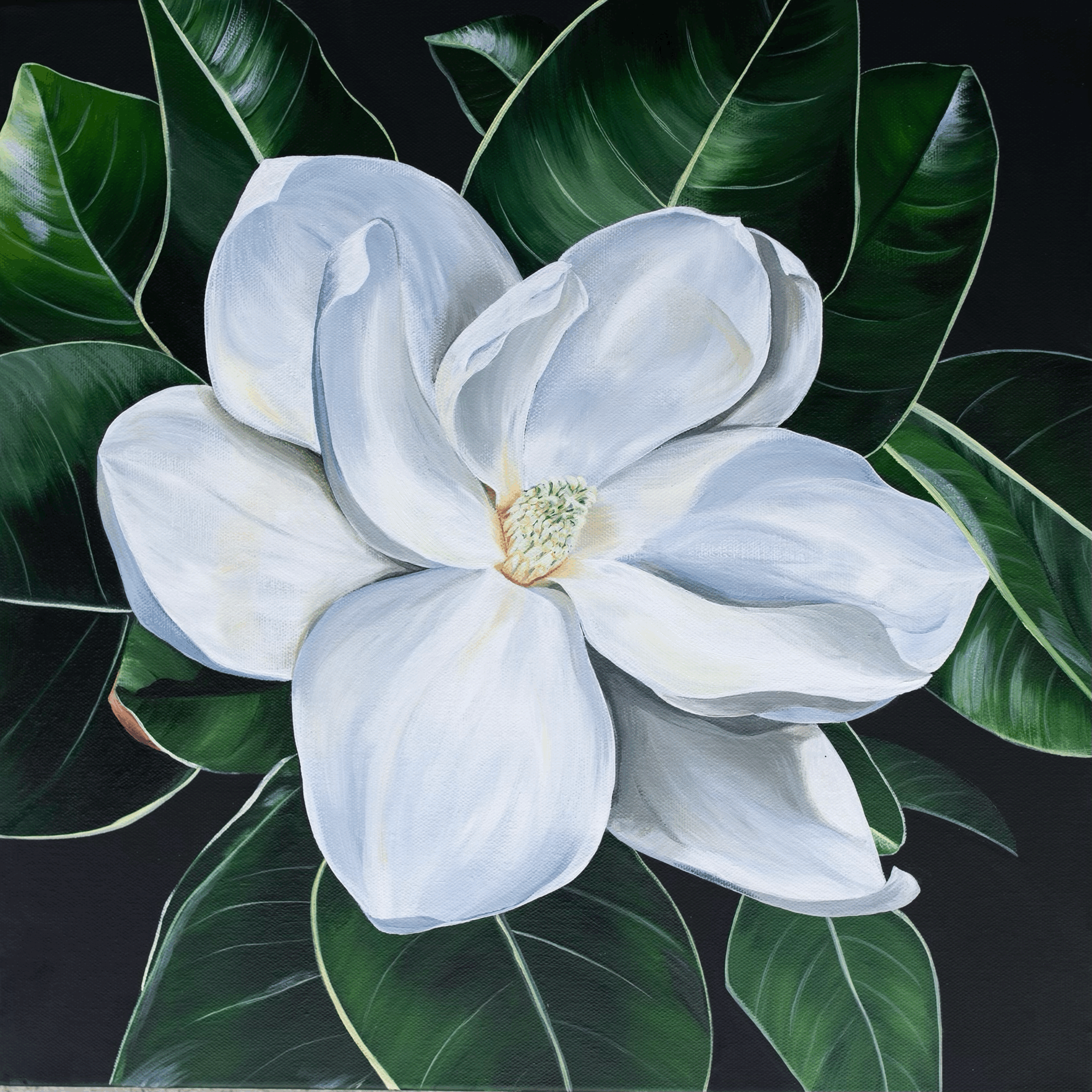 South Carolina Magnolia