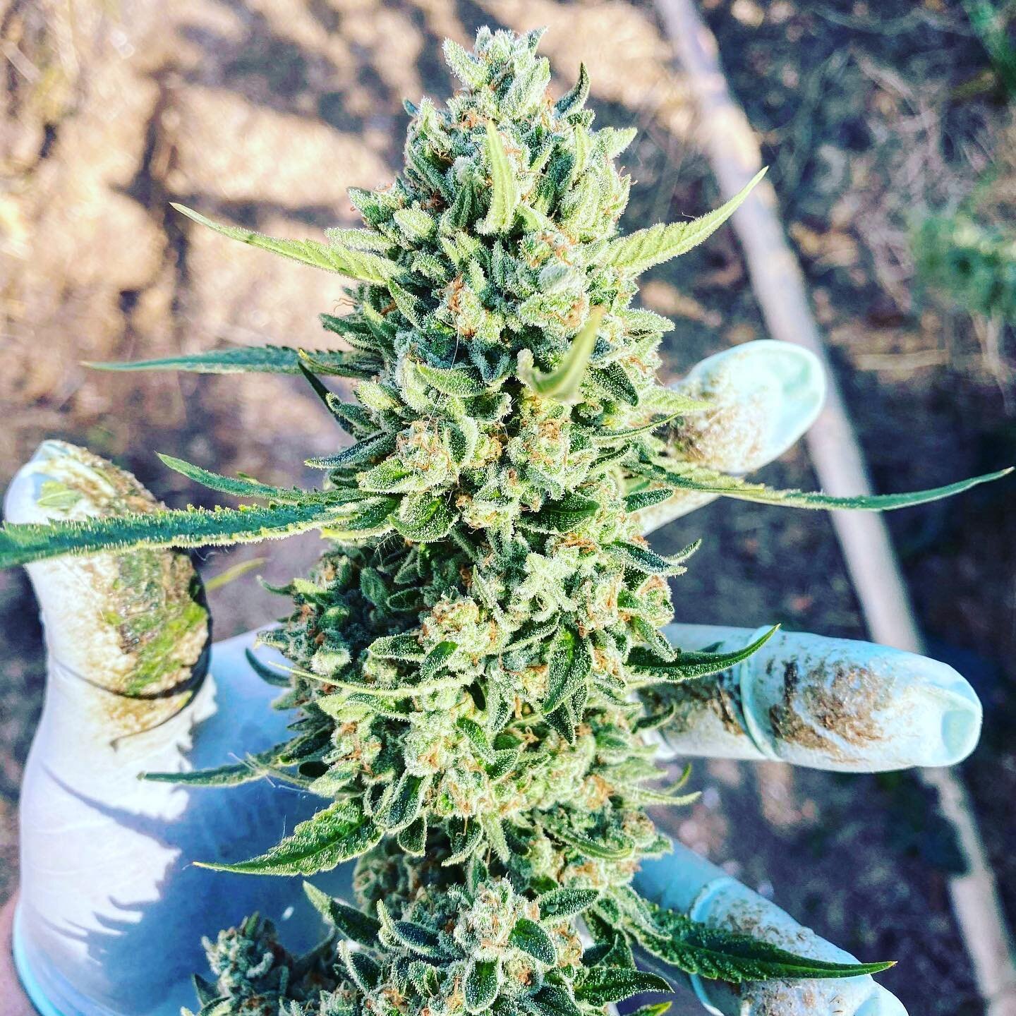 Harvest time! Pictured is our Oscillator OG bred by @curious_cultivar with name inspiration help from @sts9. She&rsquo;s a beautiful cultivar with thick colas and a pleasant skunky fuel nose. This will be the first release of this strain to Californi