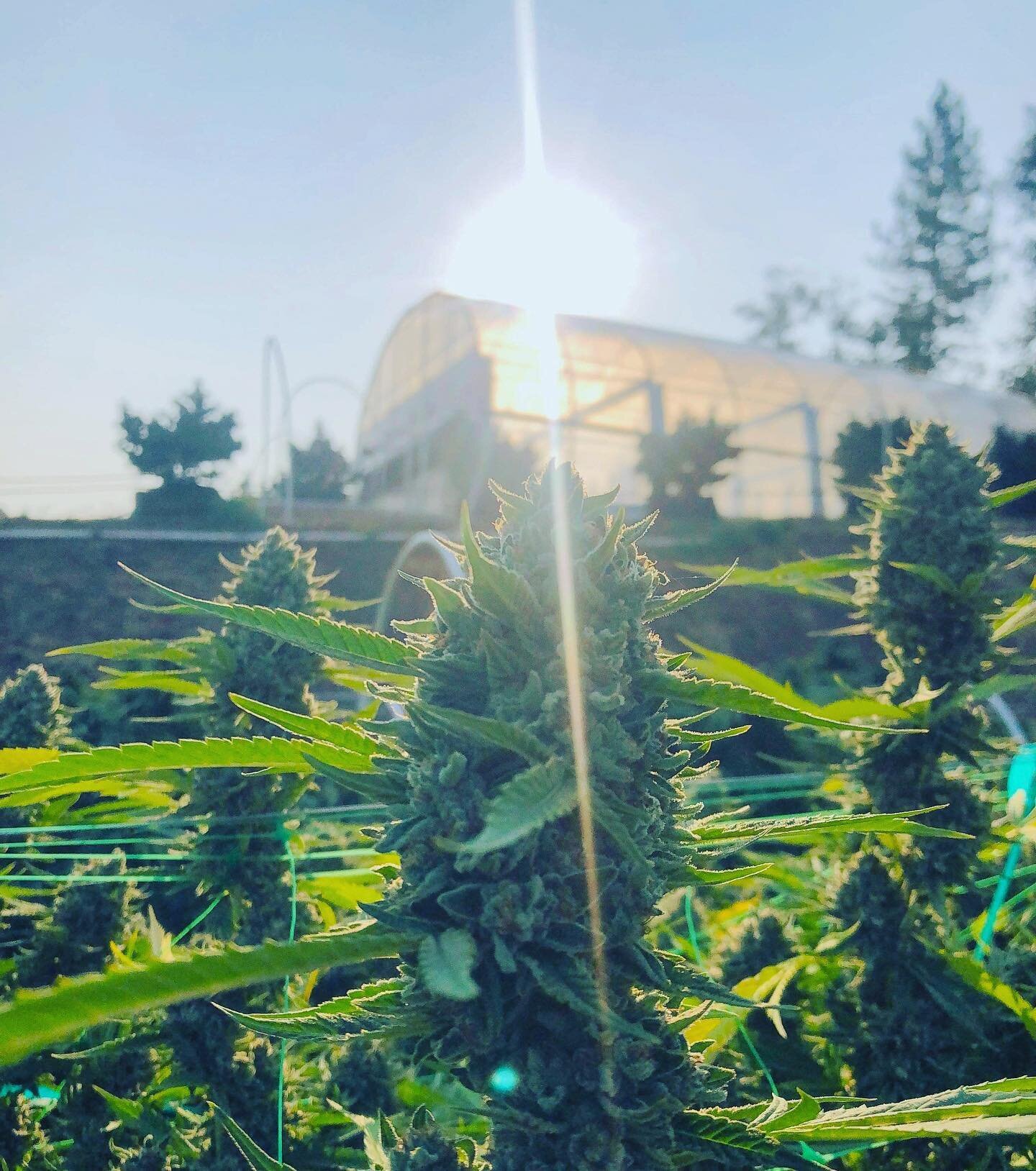 A beautiful morning at the farm! Finally starting to get that nice cool, crisp fall air outside. Ready to start seeing the #colorsofcannabis come out on our ladies. Pictured is our full term #slurricane bred by @inhousegenetics_official. She&rsquo;ll