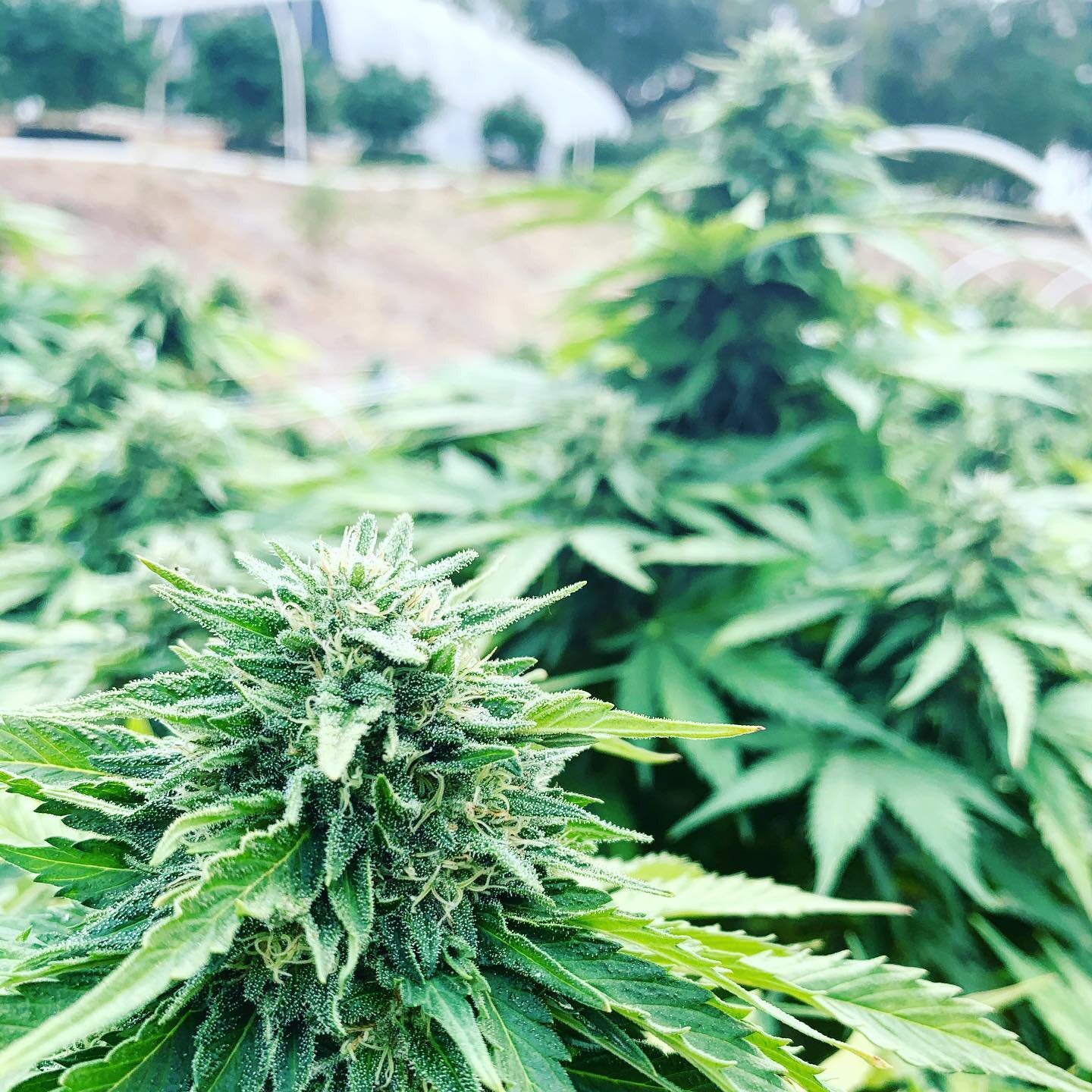 Some of the full term strains finishing up in the garden. No huge size this season with the late start but the ladies are finishing healthy and strong and the nose and structure on everything is amazing. Can&rsquo;t wait to start chopping them down o