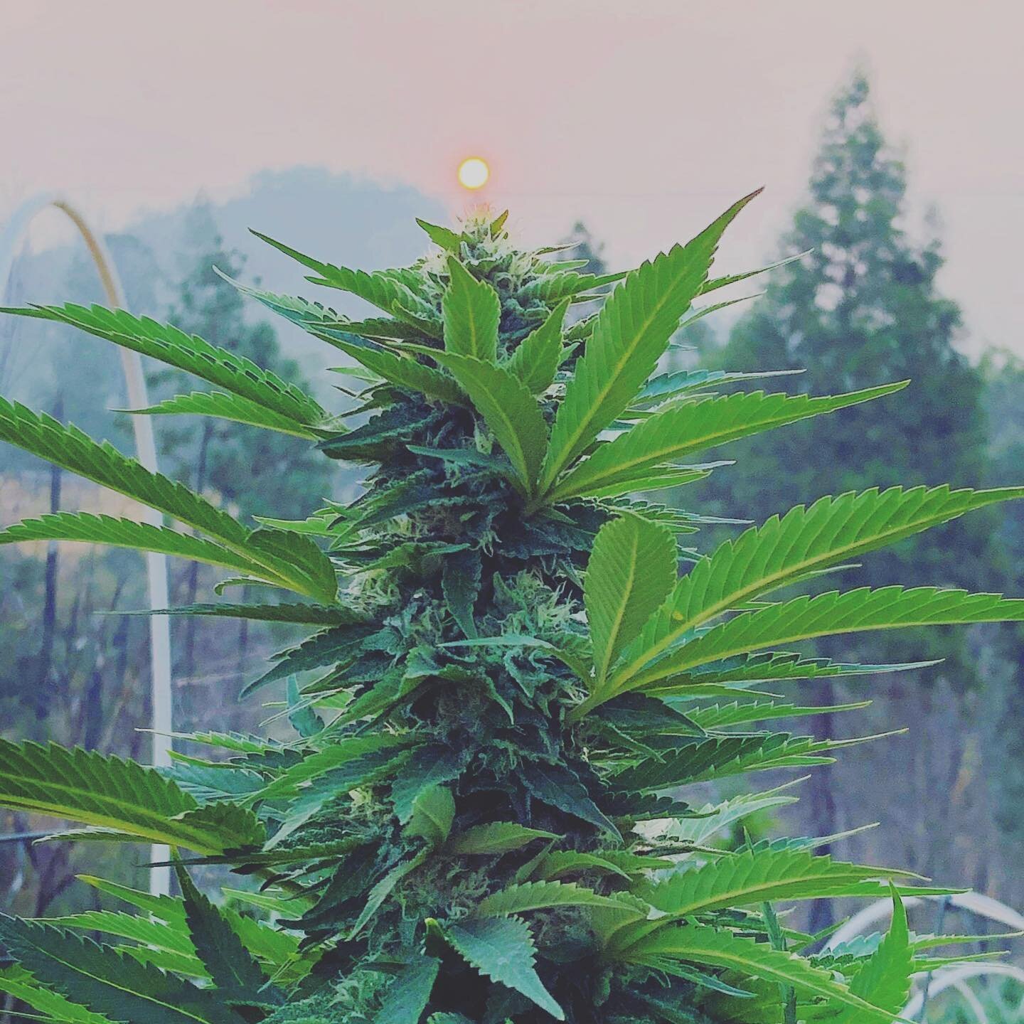 The smoke sure does make for a surreal landscape walking around the garden. Wishing the best to all our fellow cultivators around the state being affected by these fires.
Strain: Oscillator OG
Breeder: @curious_cultivar 
📸: @naldoross03 
#bonneterre