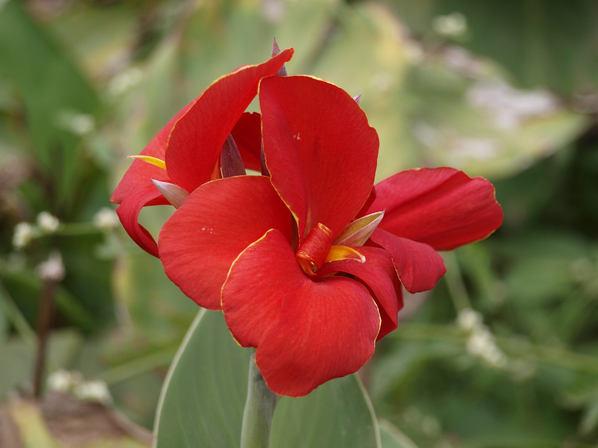 Red Cana Swirl