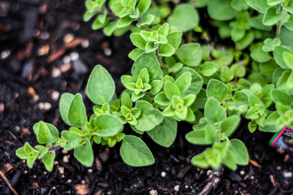 oregano - the press democrat.jpeg
