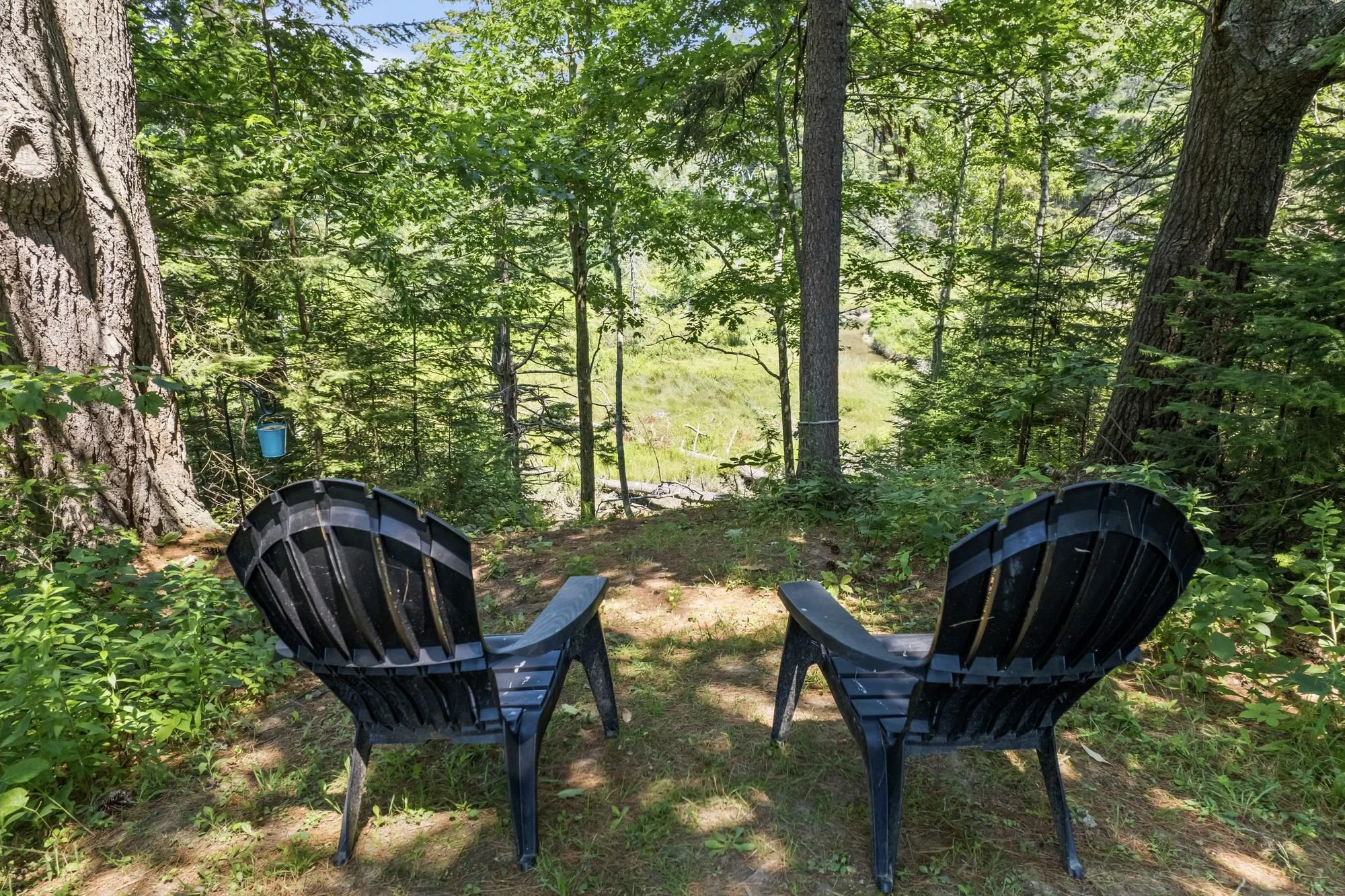 wooded-backyard-freeport-maine.jpg