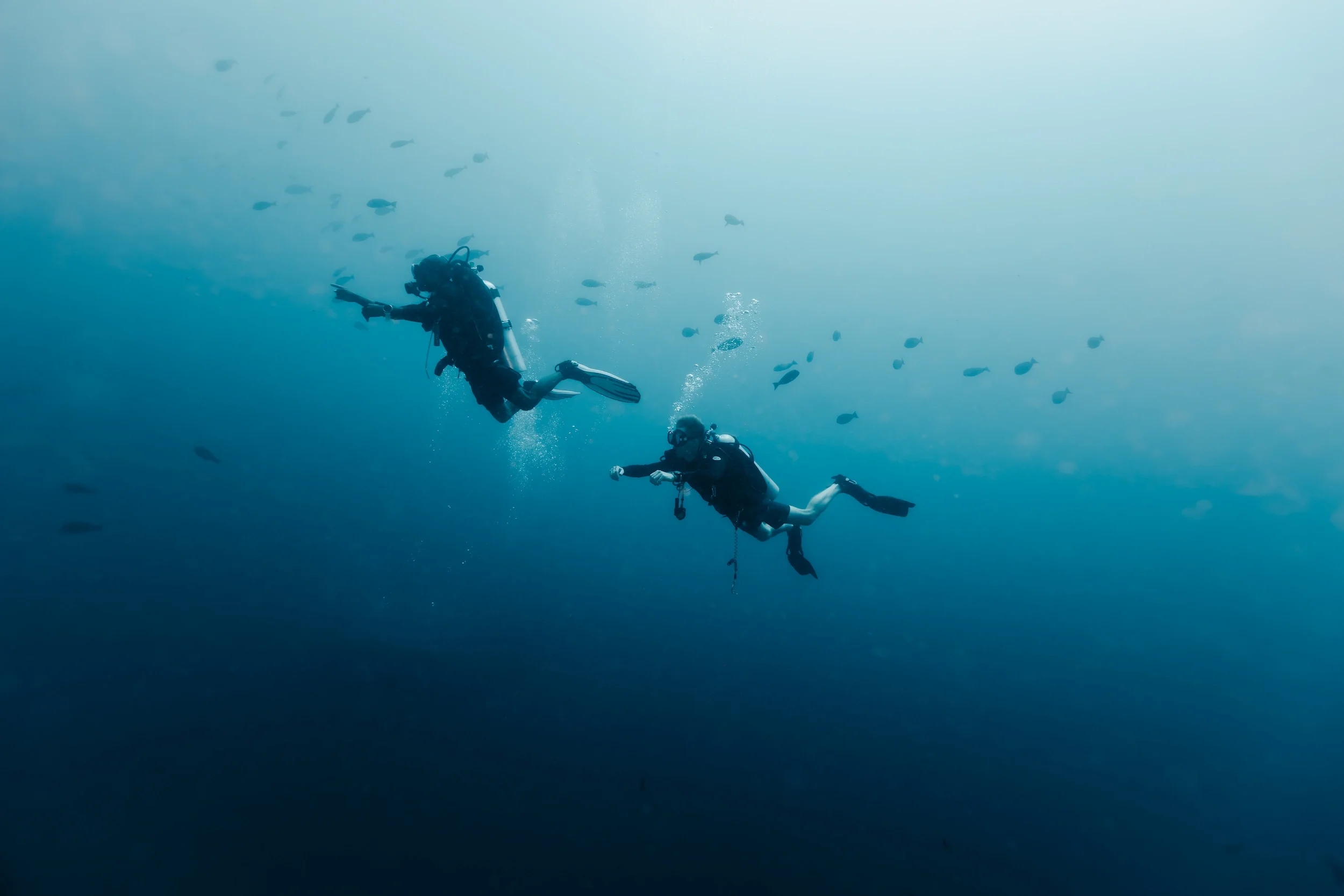 komodo-divers.webp