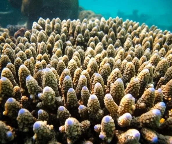 Corals of Komodo: Why Conservation is Vital — Scuba Republic Indonesia