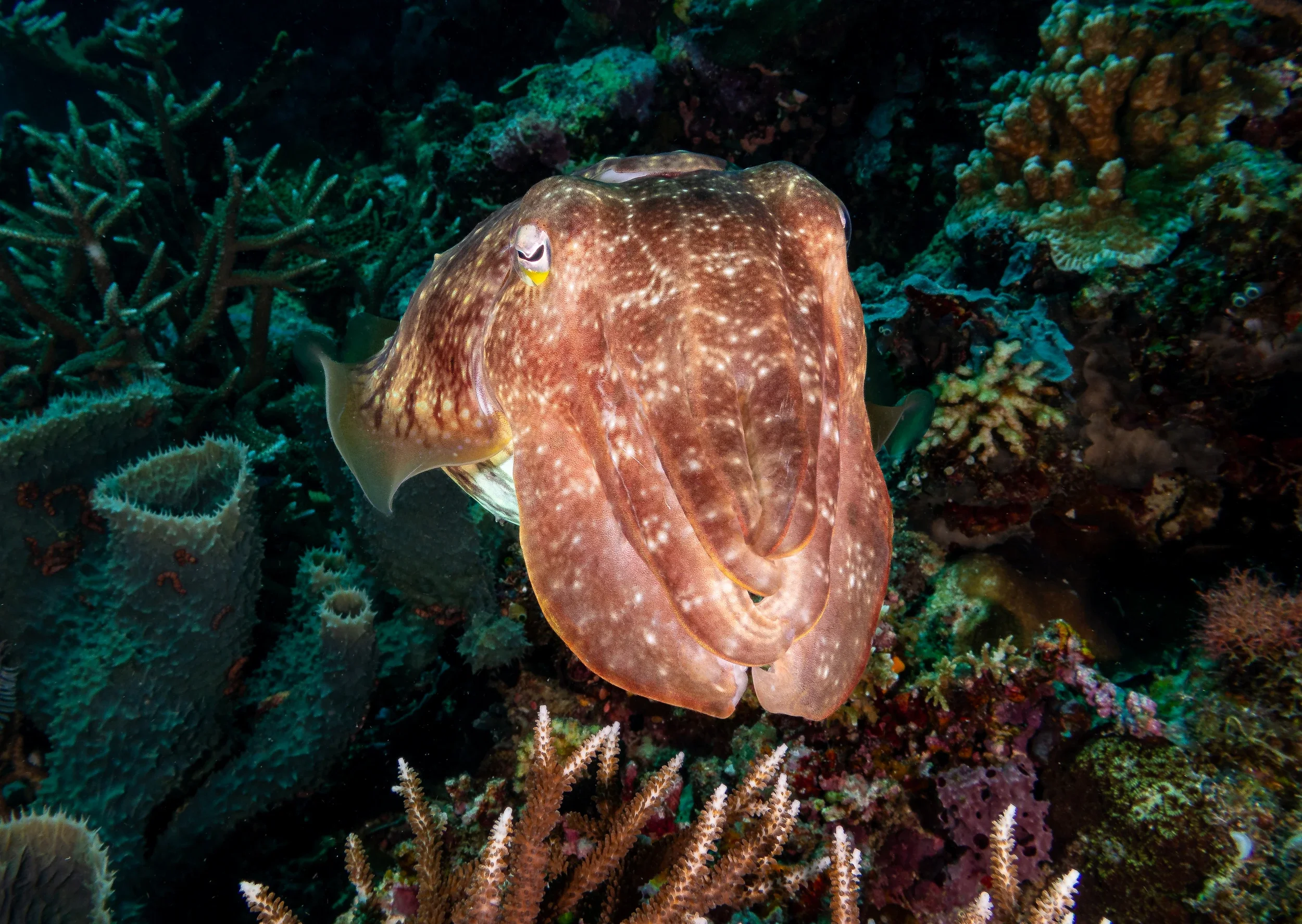 The fascinating world of cuttlefish: encounter them while diving in Komodo