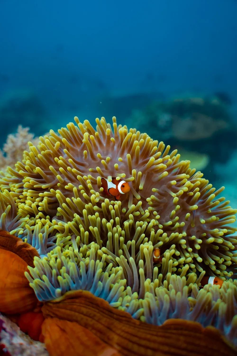 komodo-diving-clownfish.webp